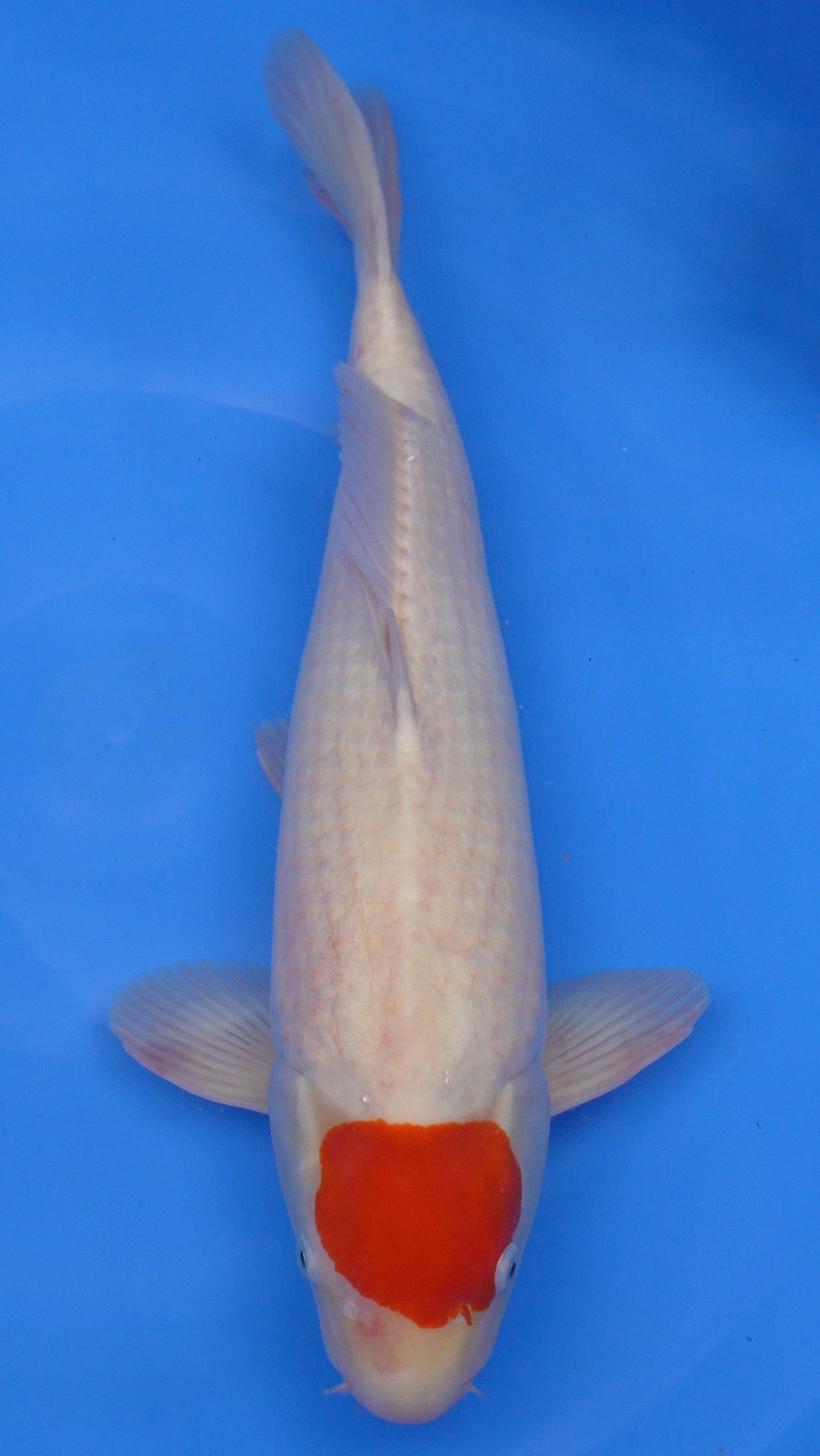 Tancho Kohaku 21 inches − 240335181