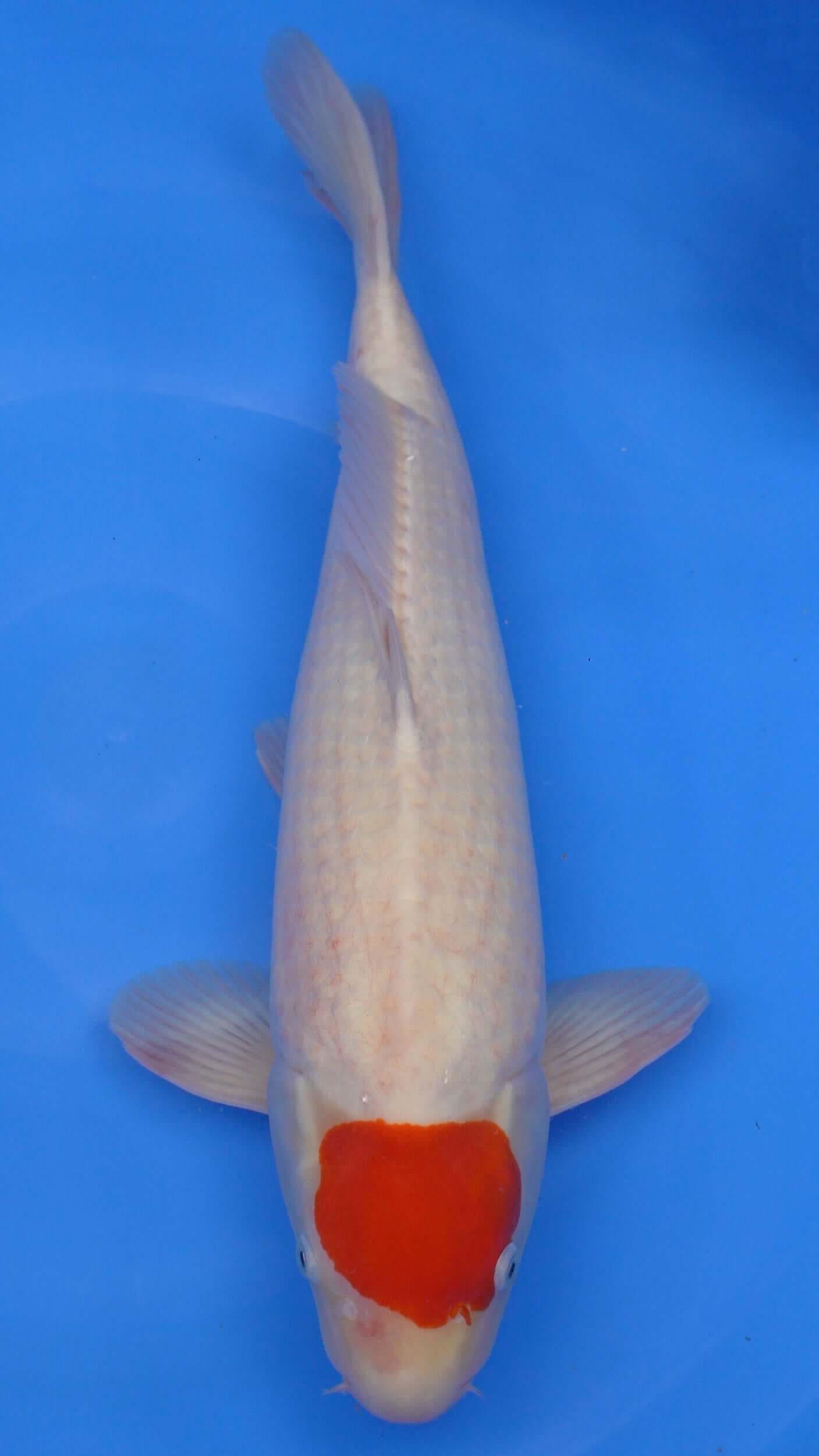Tancho Kohaku 21 inches − 240335181