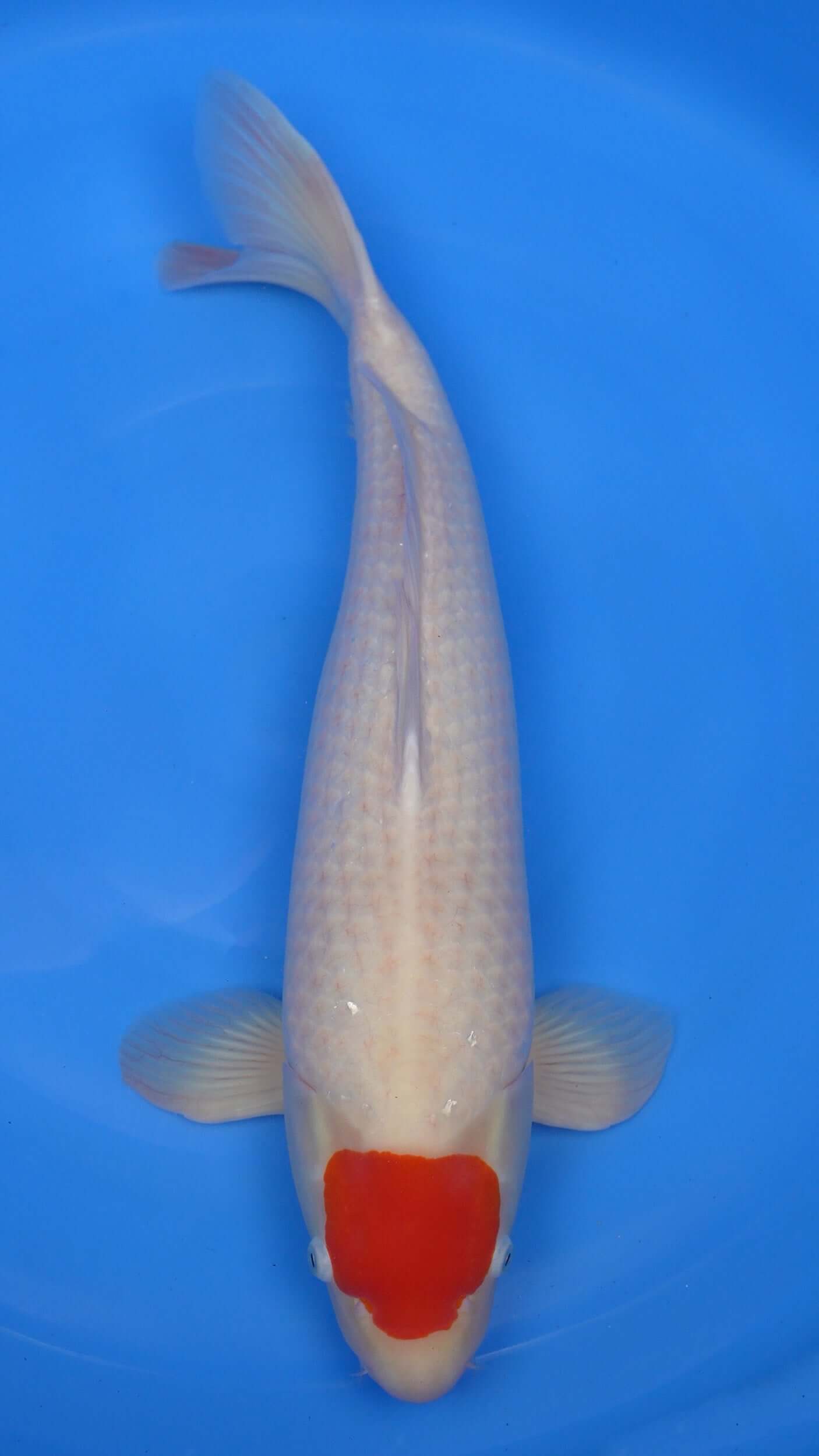 Tancho Kohaku 24 inches − 240335182