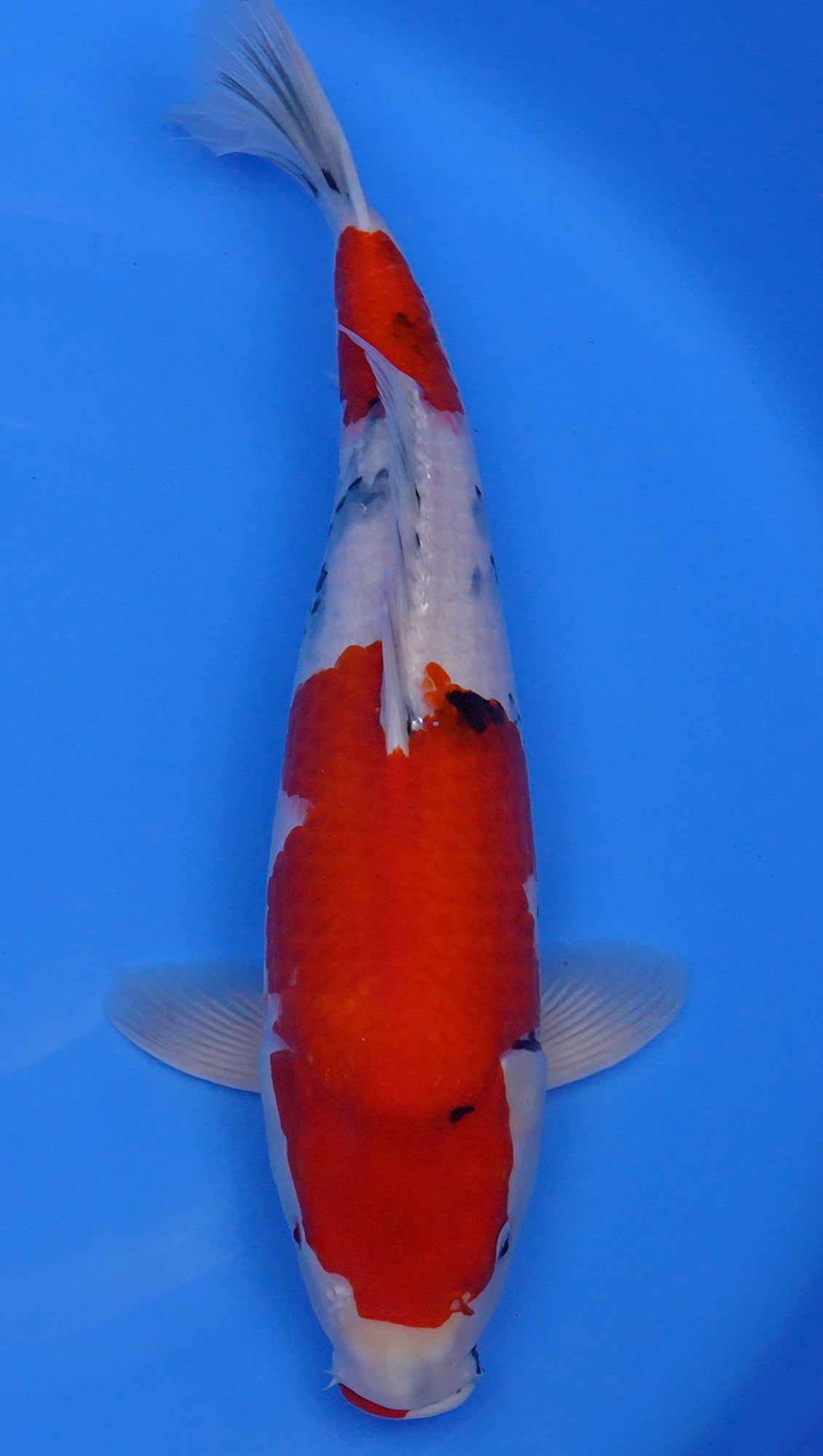 Showa 21 inch - 240335246