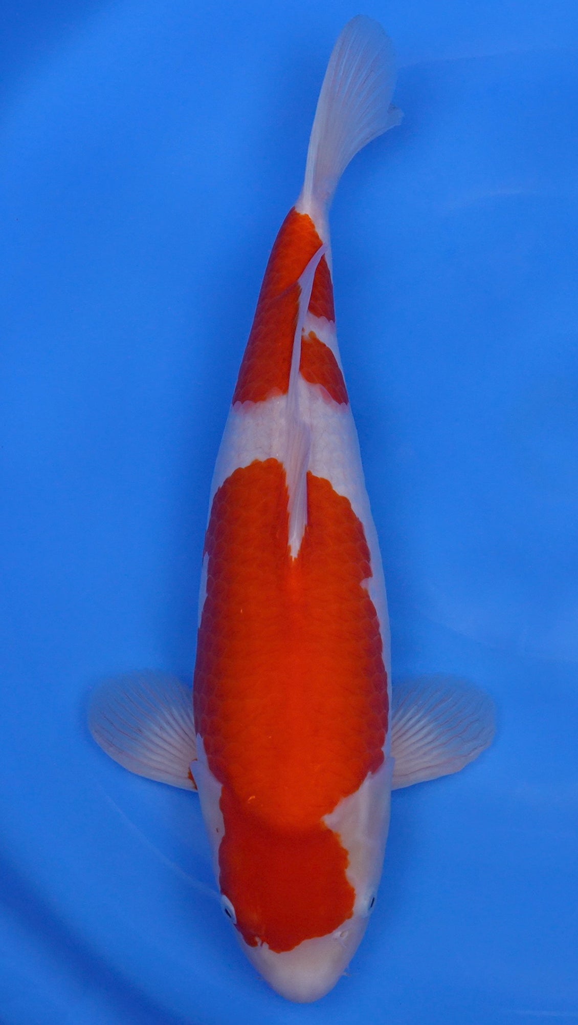 Kohaku 20 inch - 240335247