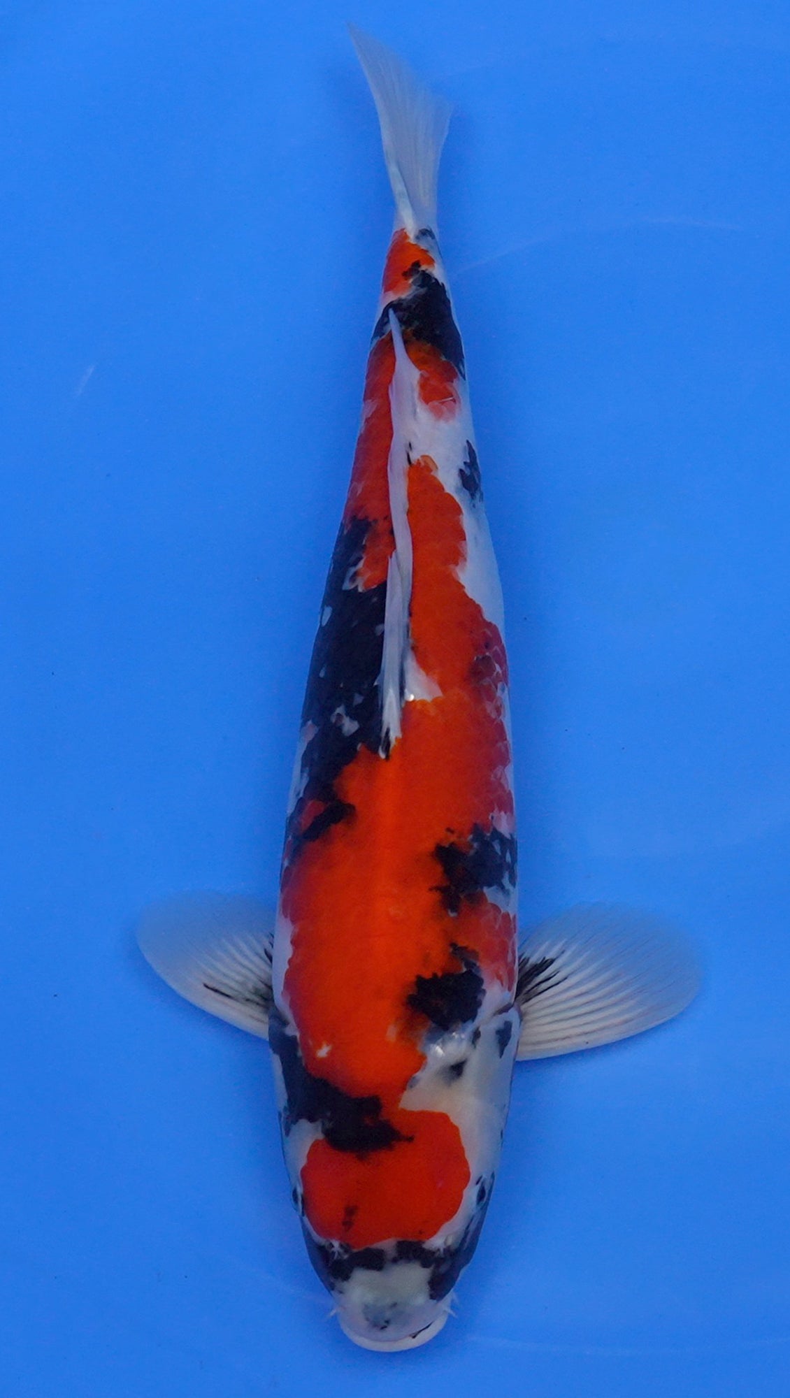 Showa 21 inch - 240335248