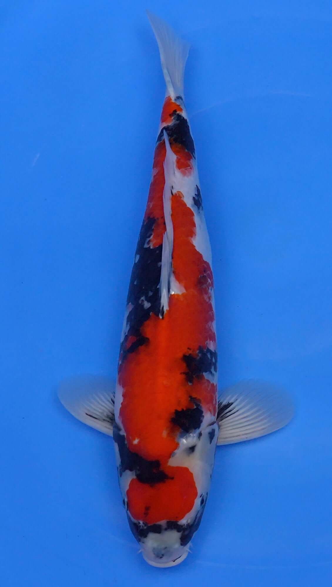 Showa 21 inch - 240335248