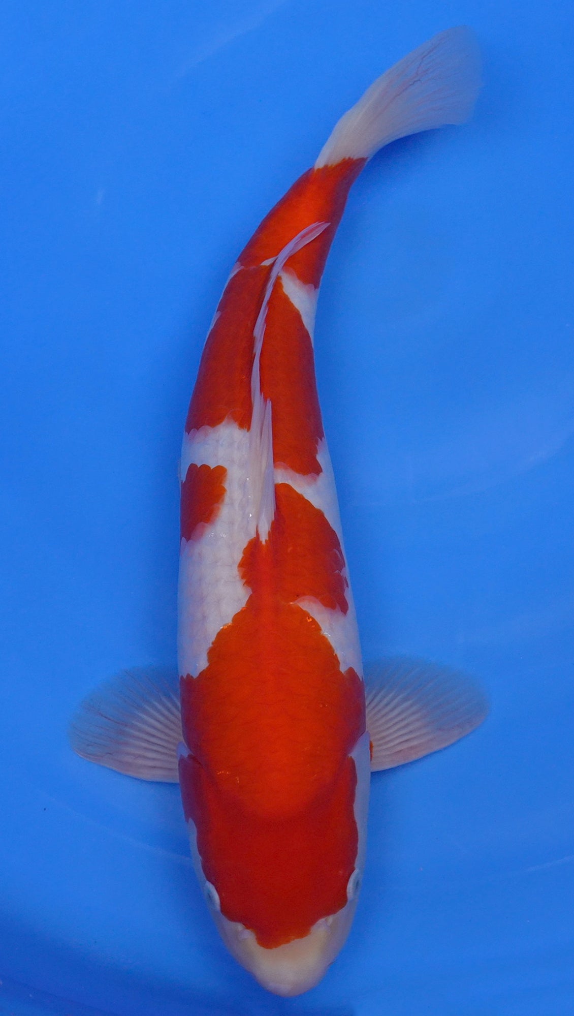 Kohaku 19 inch - 240335249
