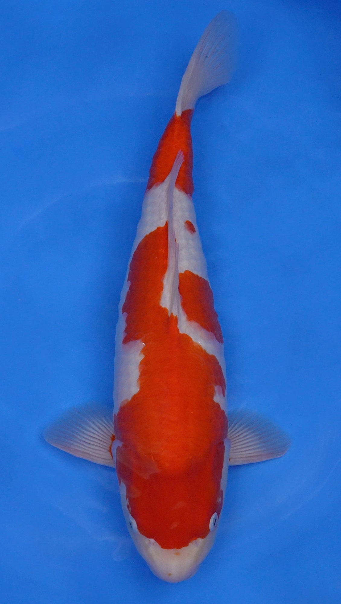 Kohaku 20 inch - 240335250