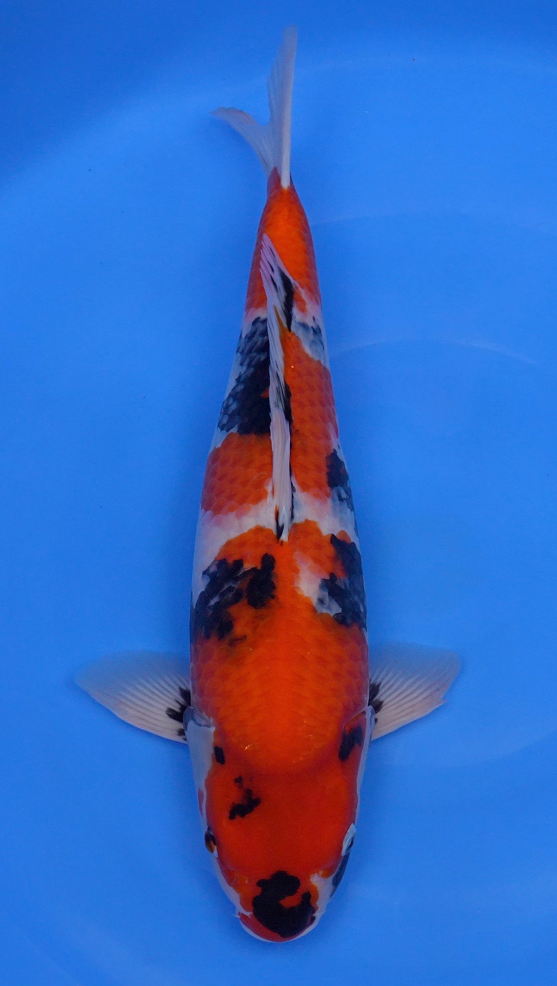 Showa 21 inch - 240335251