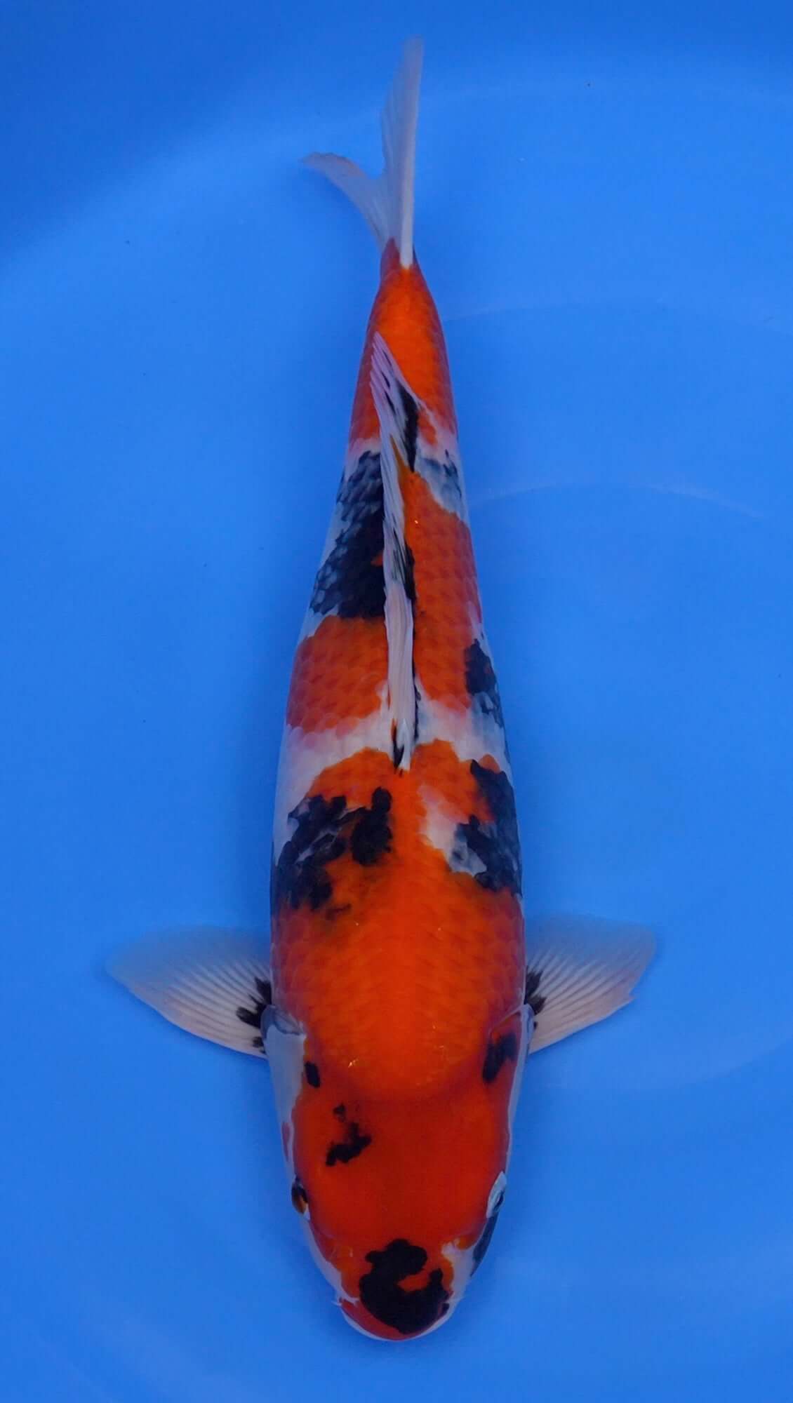 Showa 21 inch - 240335251