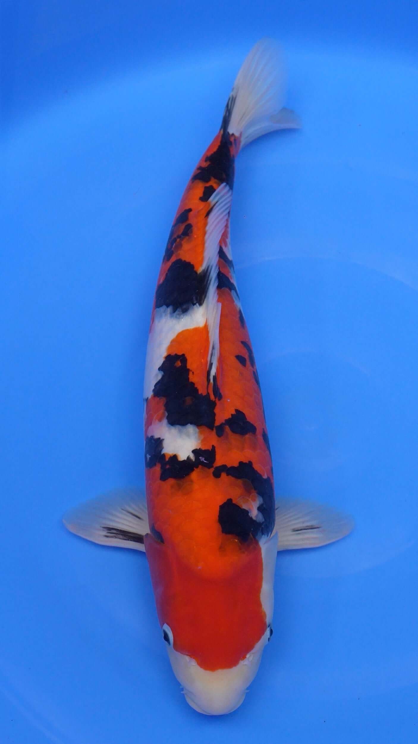Sanke 21 inches − 240363255