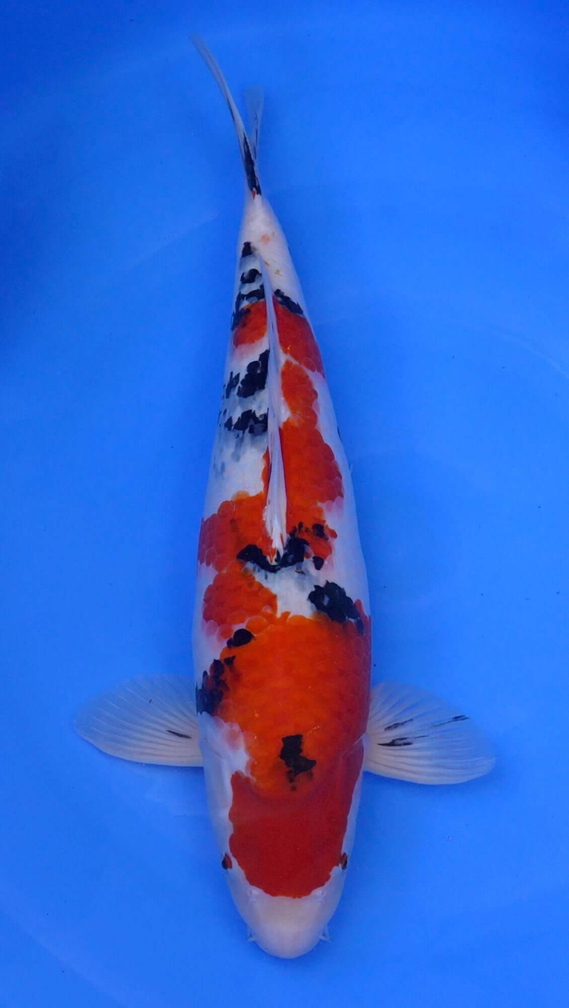 Sanke 21 inch - 240363259