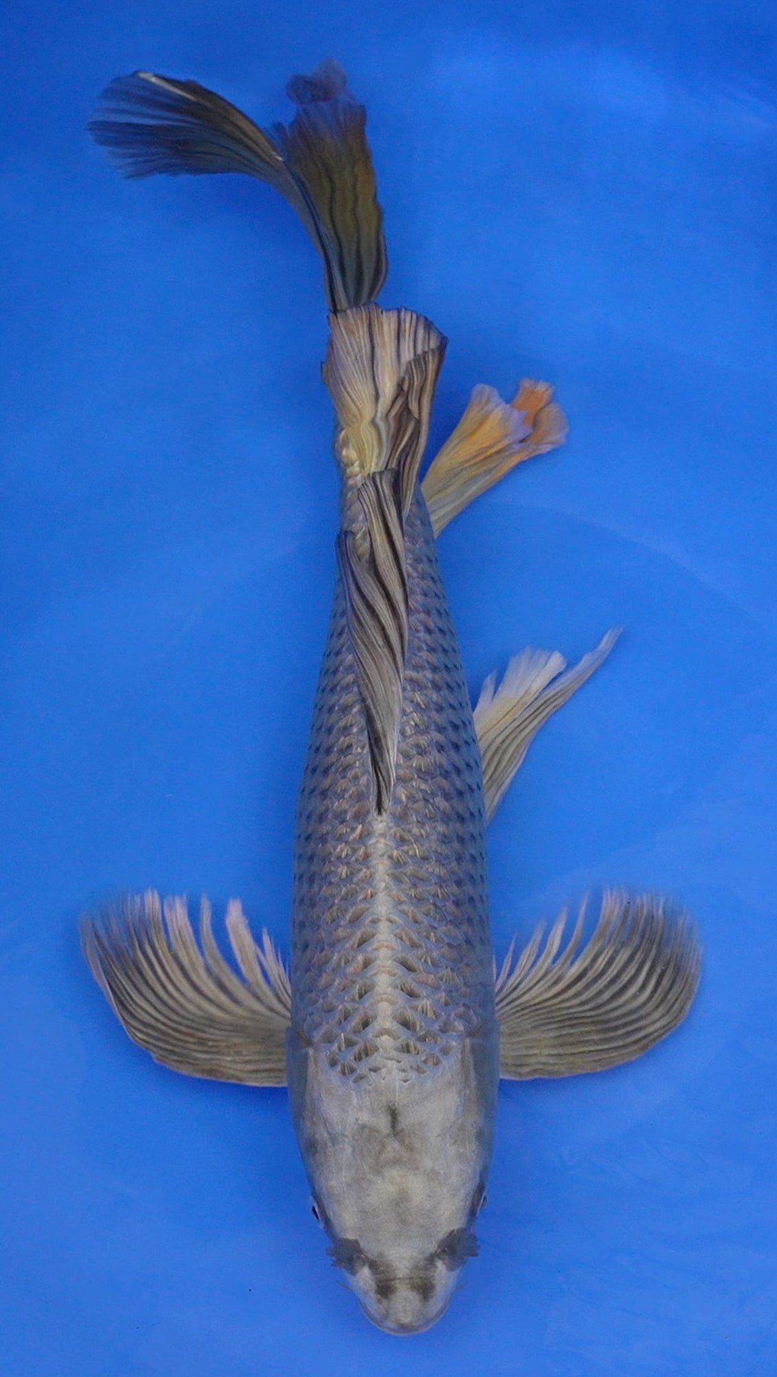 Long Fin Mukashi Ogon 21 inch - 240368013