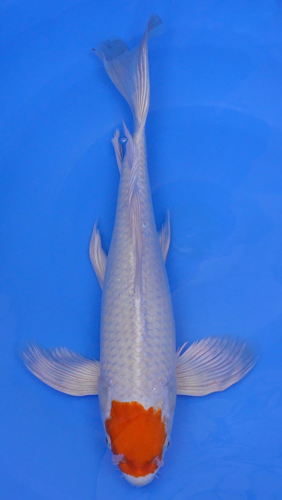 Long Fin Tancho Sakura Ogon 20 inch - 240368014