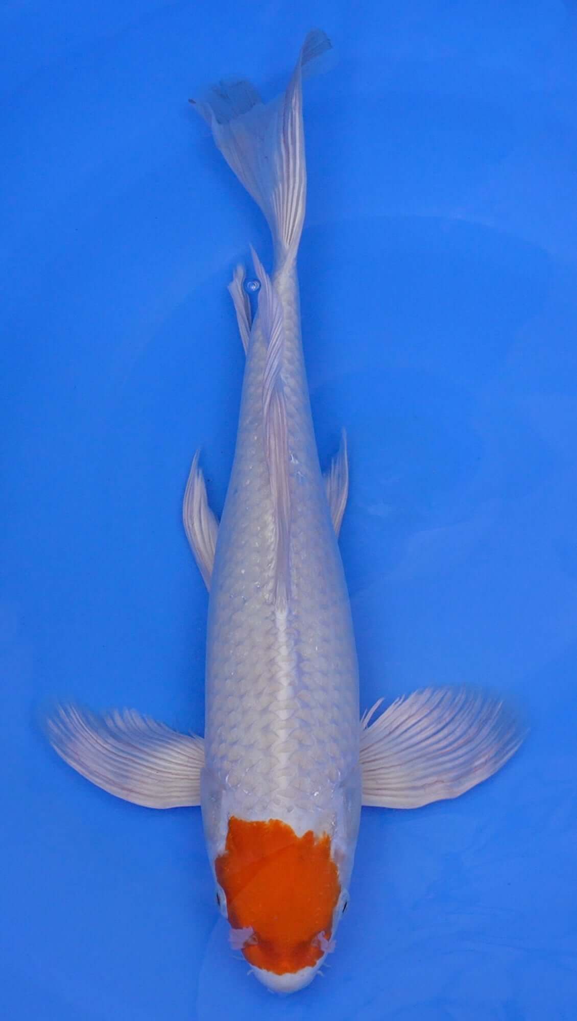 Long Fin Tancho Sakura Ogon 20 inch - 240368014