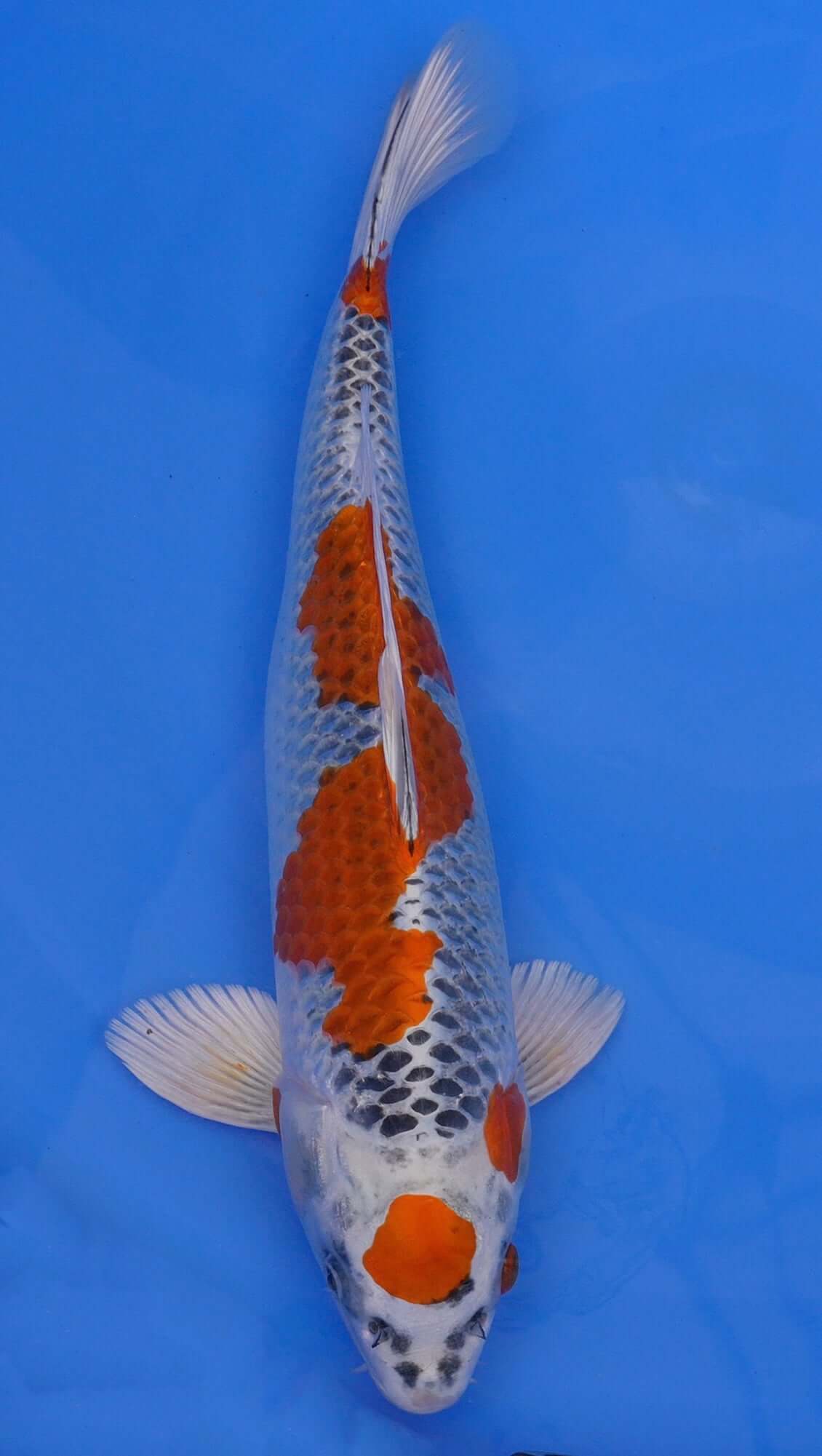 Kujaku 19 inch - 240368018