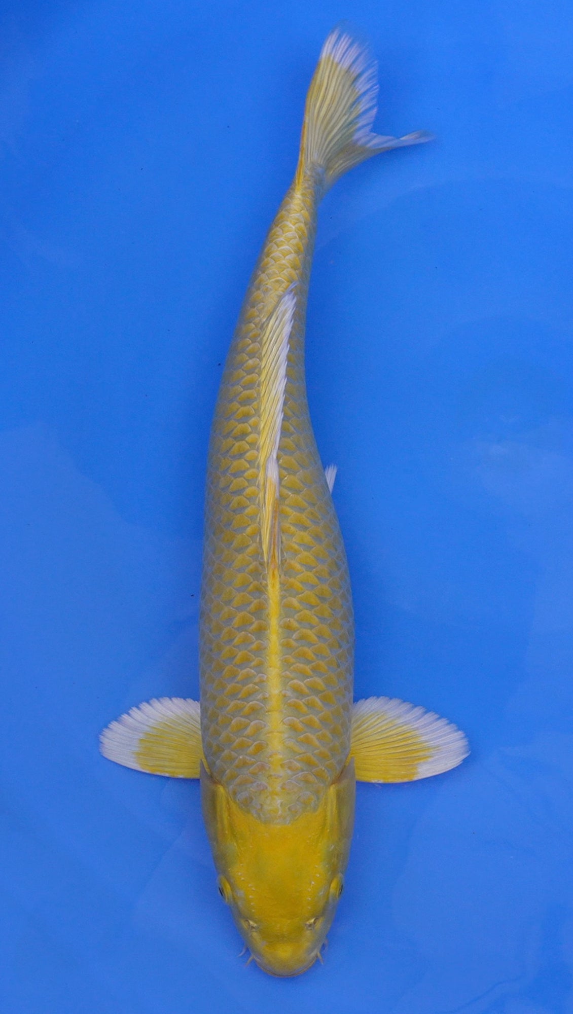 Yamabuki Ogon 21 inch - 240368019