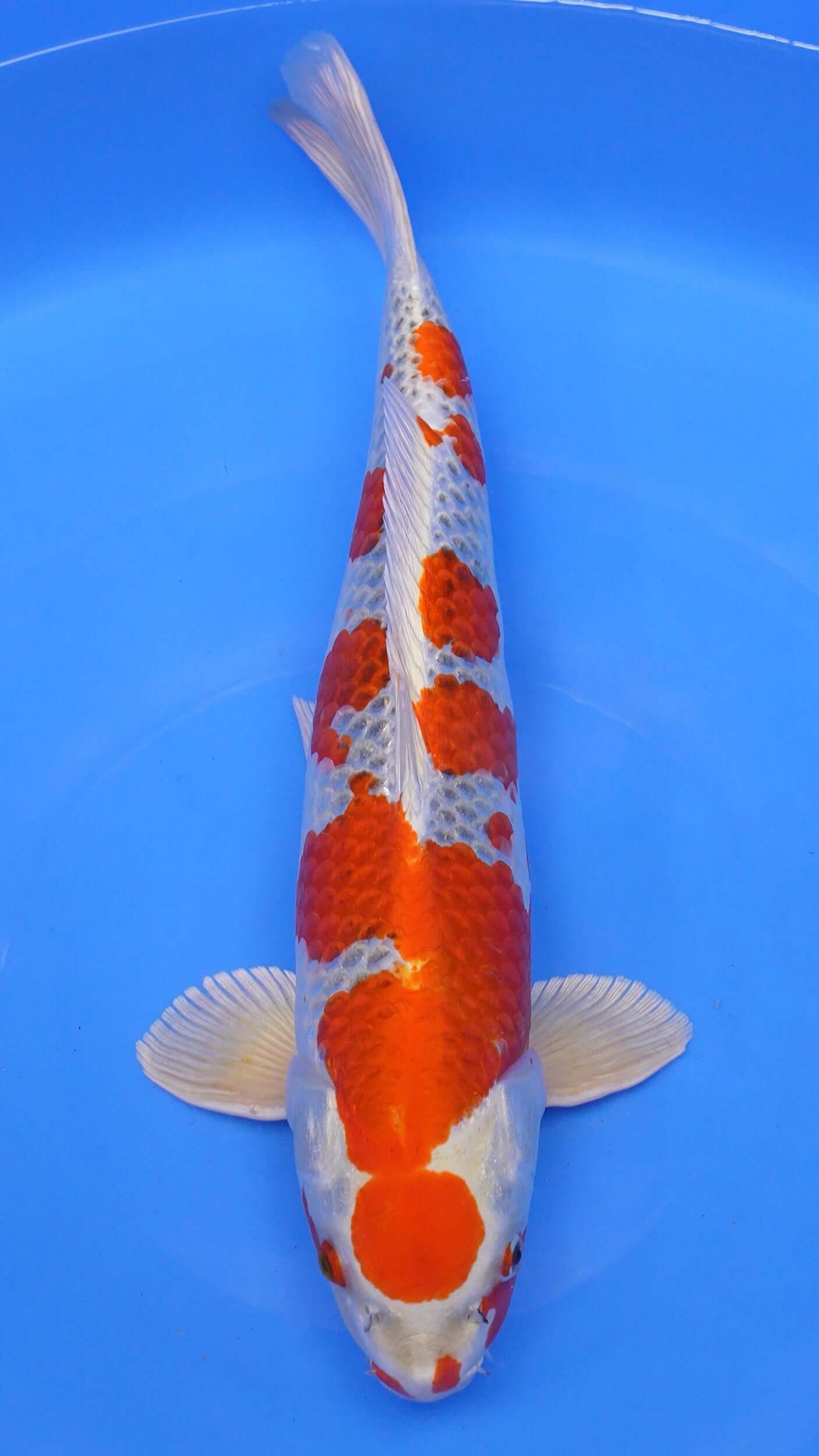 Kujaku 22 inches − 240368022
