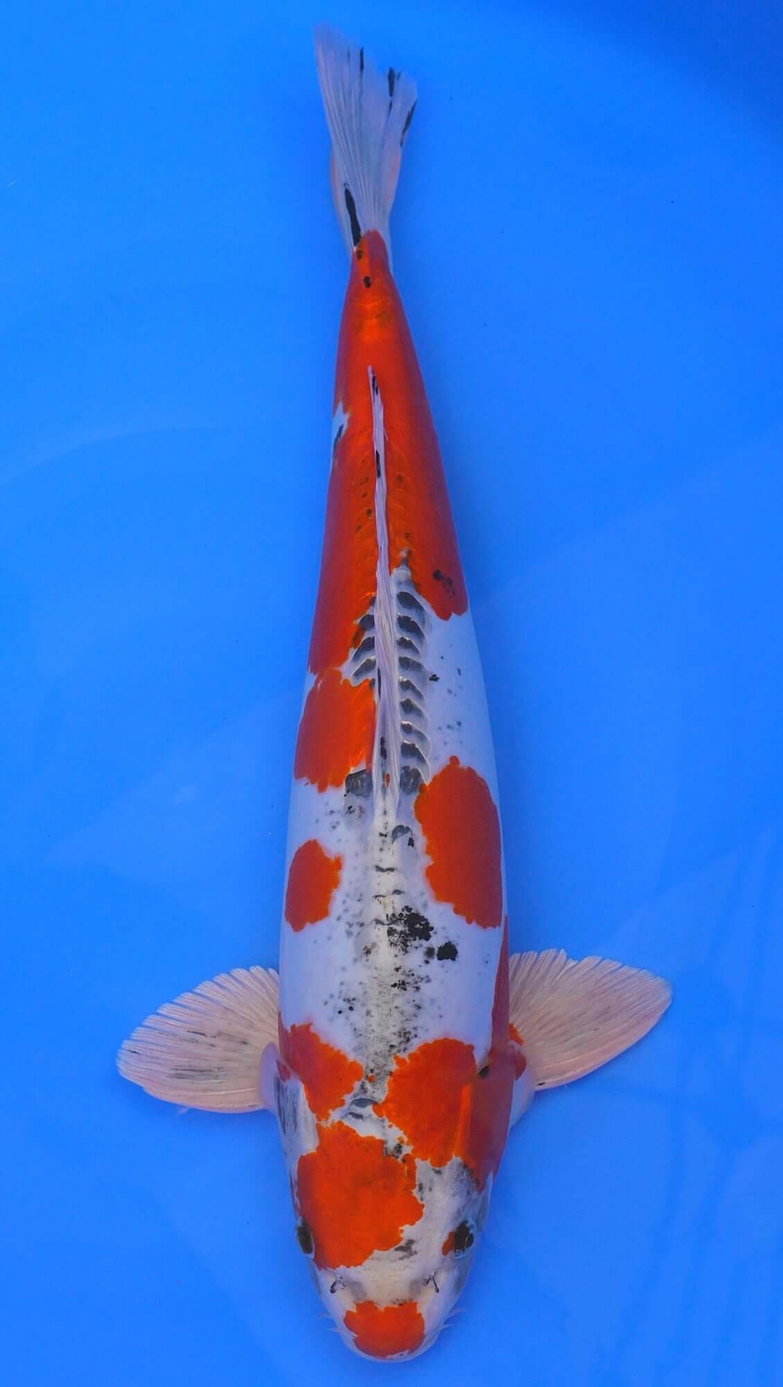 Beni Kikokuryu 22 inch - 240368023