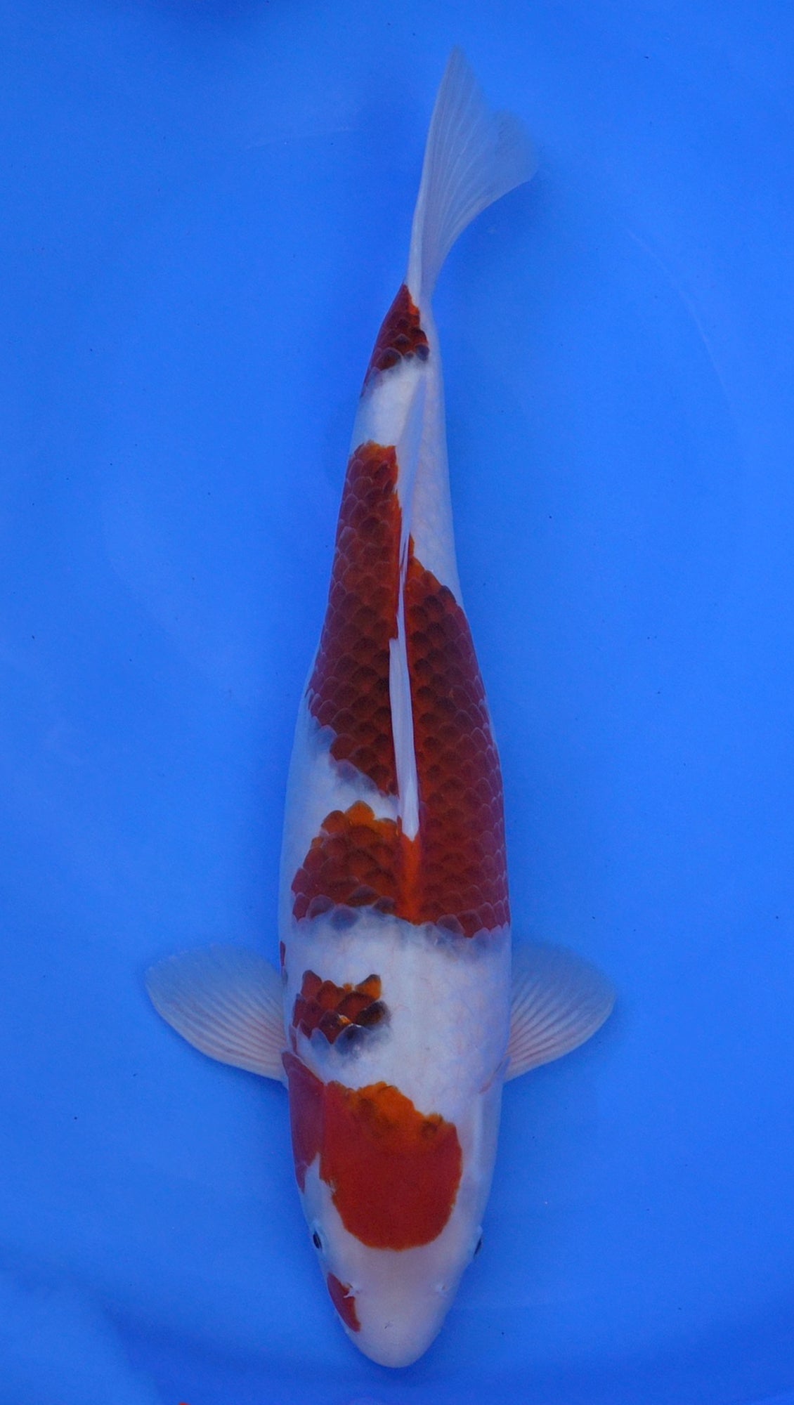 Ai Goromo 20 inch - 240389171