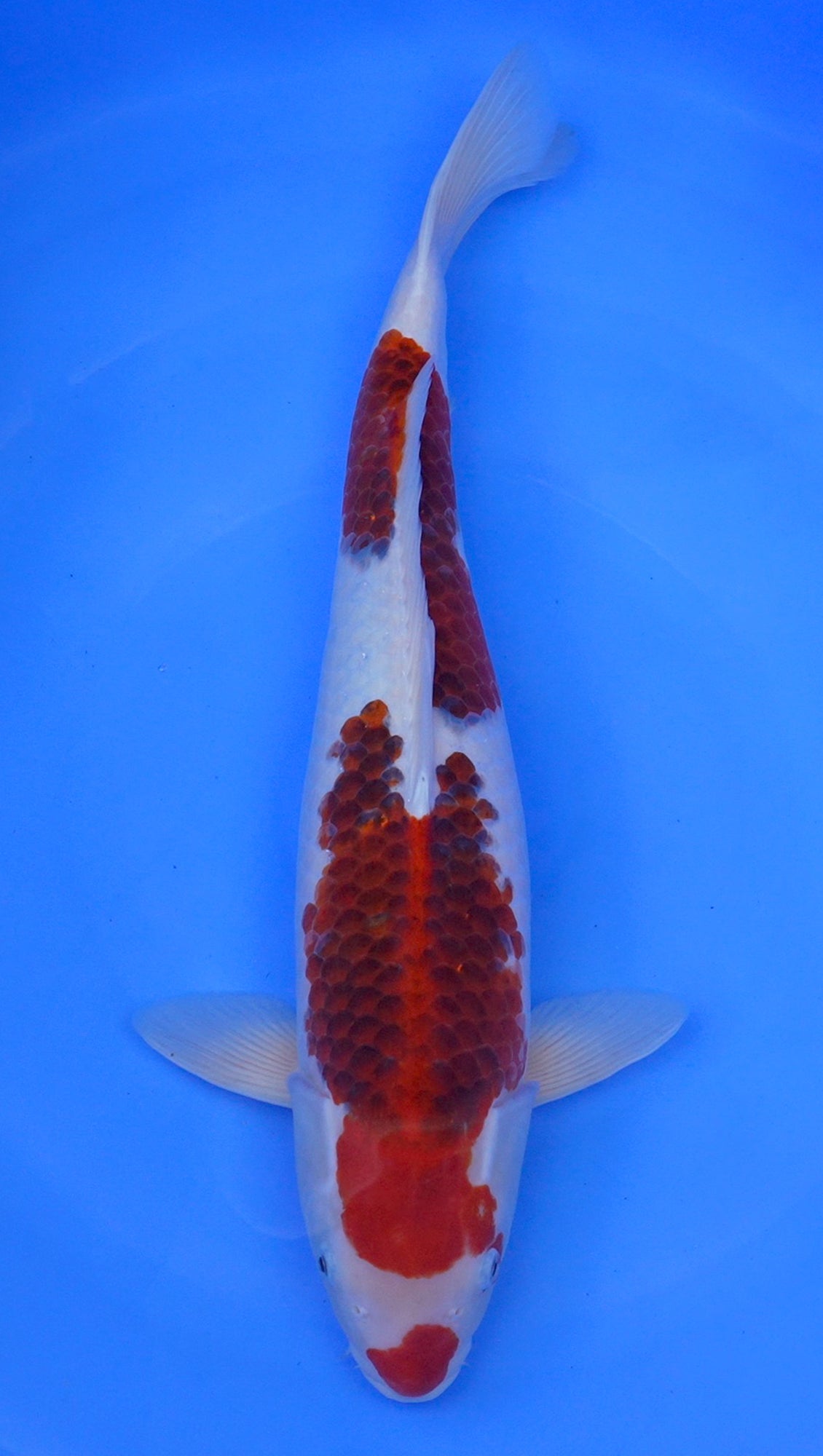 Ai Goromo 23 inch - 240396257