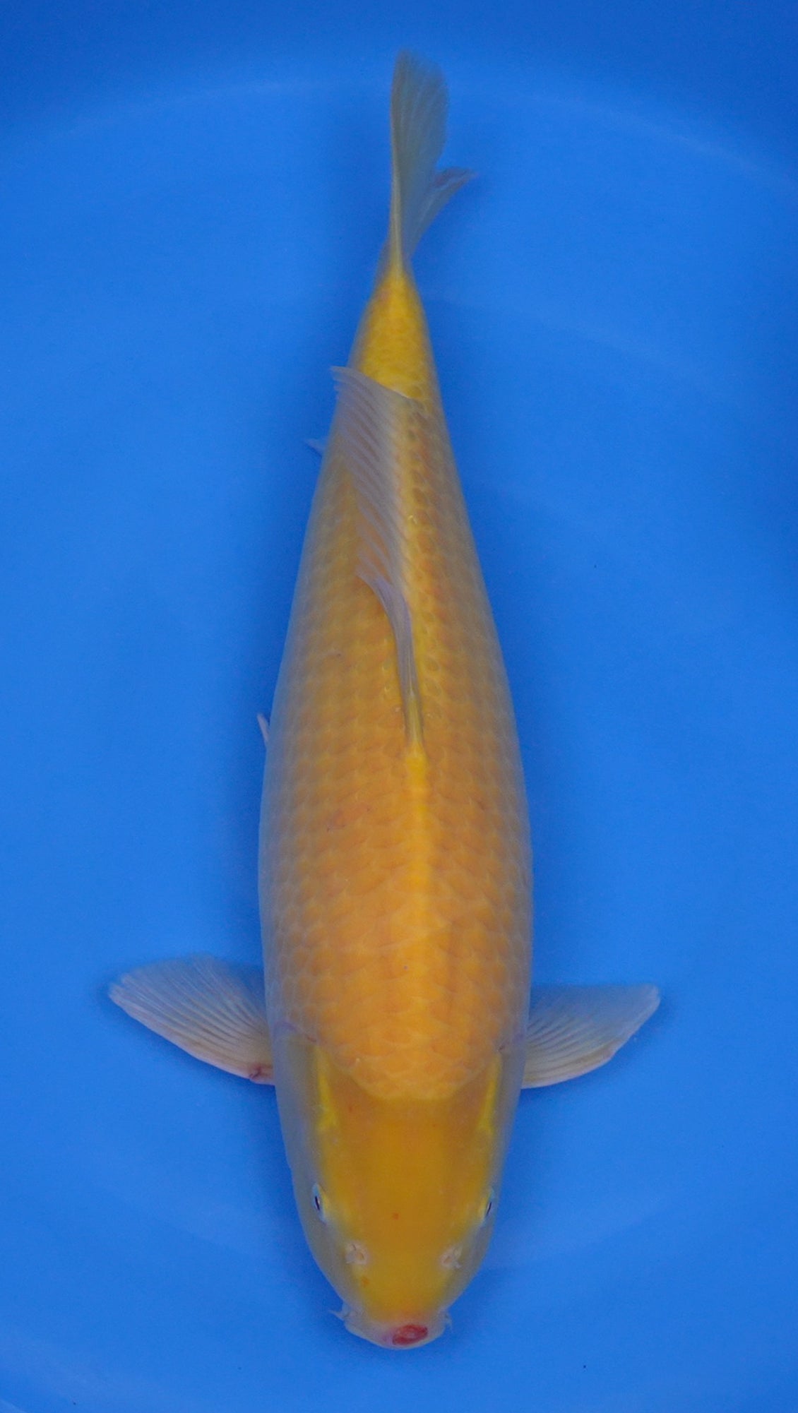Albino Karashigoi 22 inch - 240401268