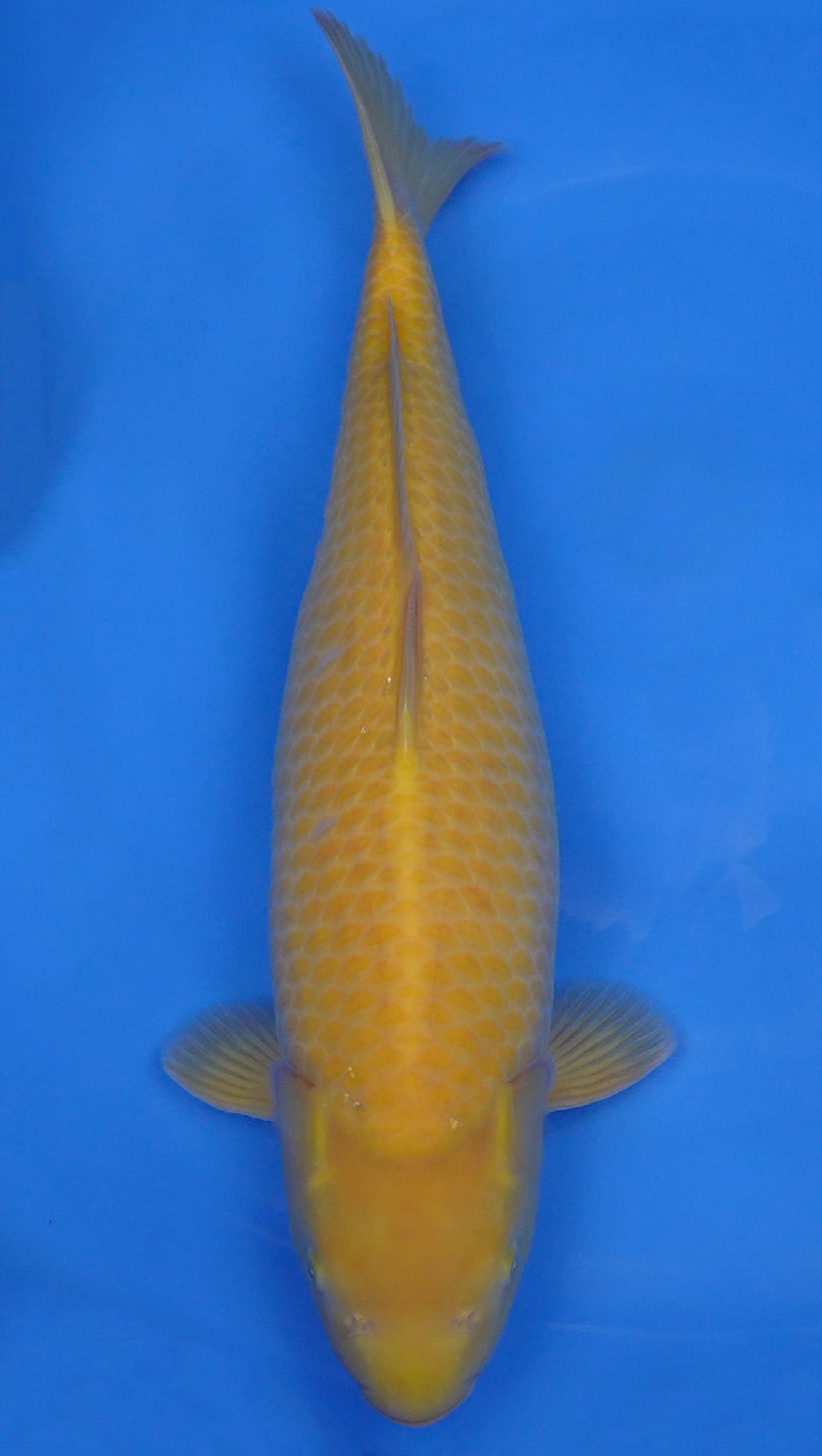 Karashigoi 20 inch - 240401270