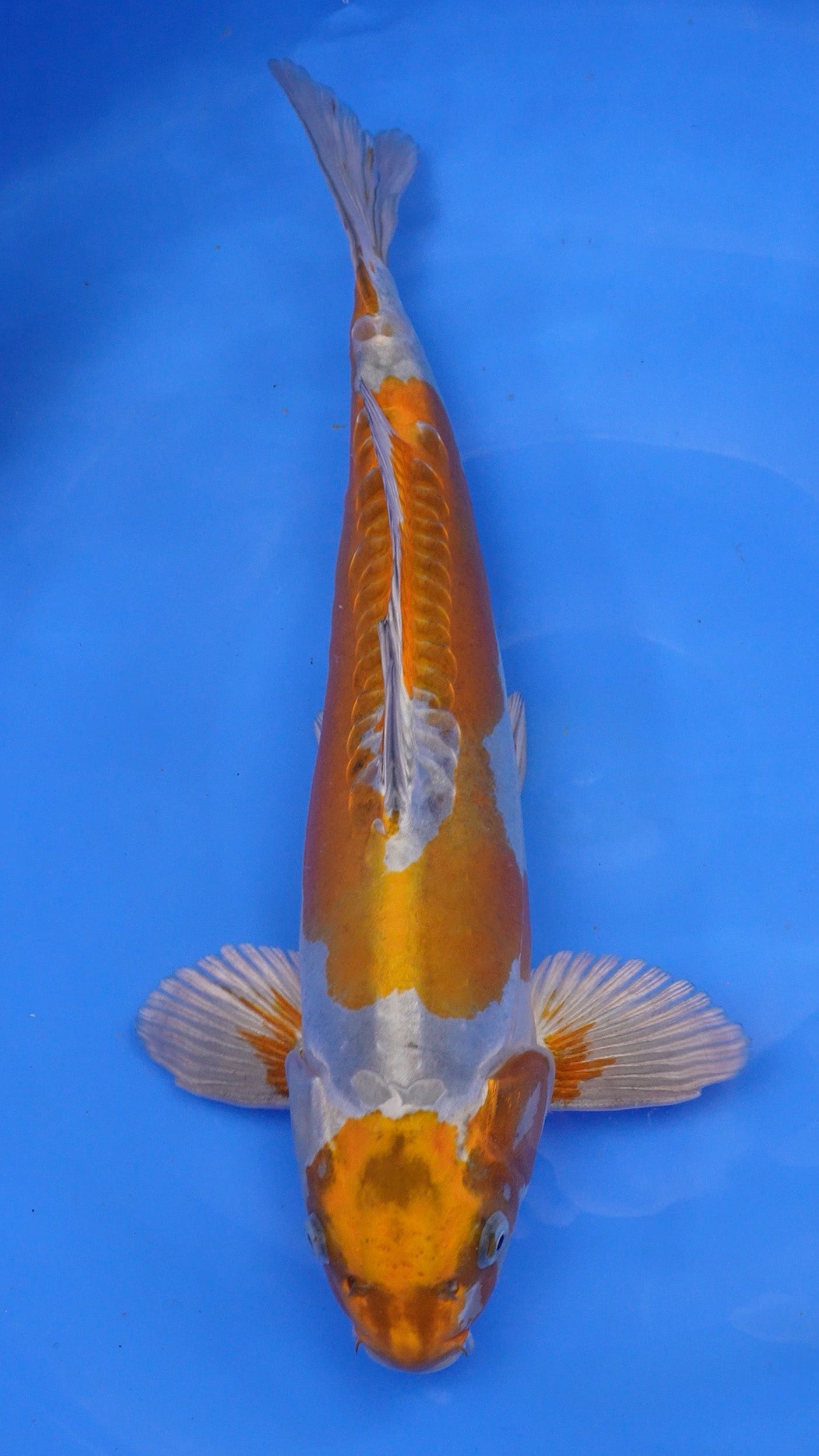 Doitsu Metallic Ochiba 21 inches − 240422029