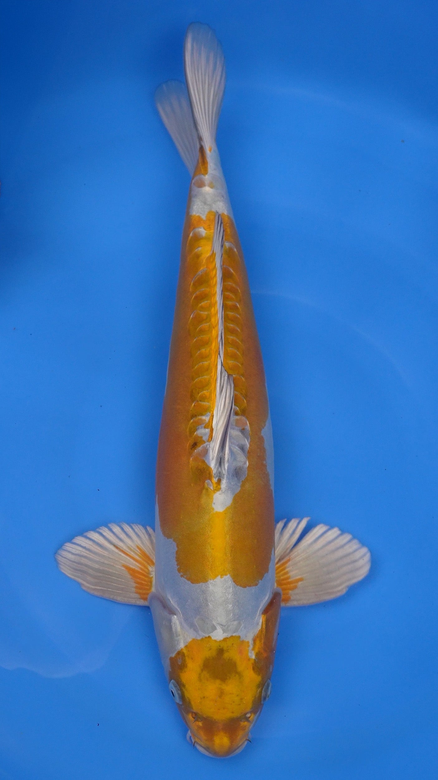 Doitsu Metallic Ochiba 23 inches − 240422029