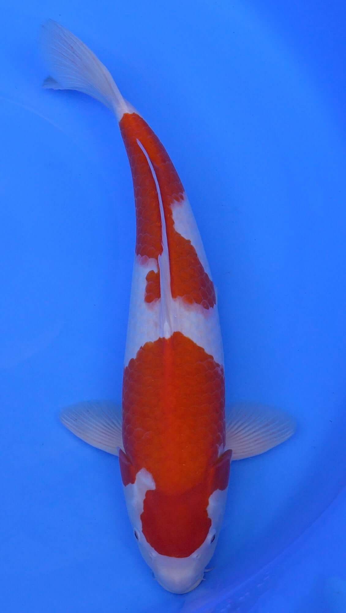Kohaku 20 inch - 240422167