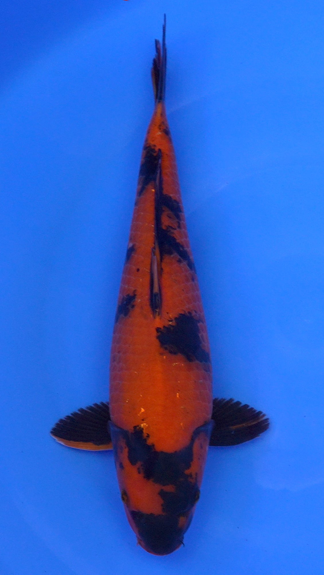 Hi Utsuri 19 inch - 240422168