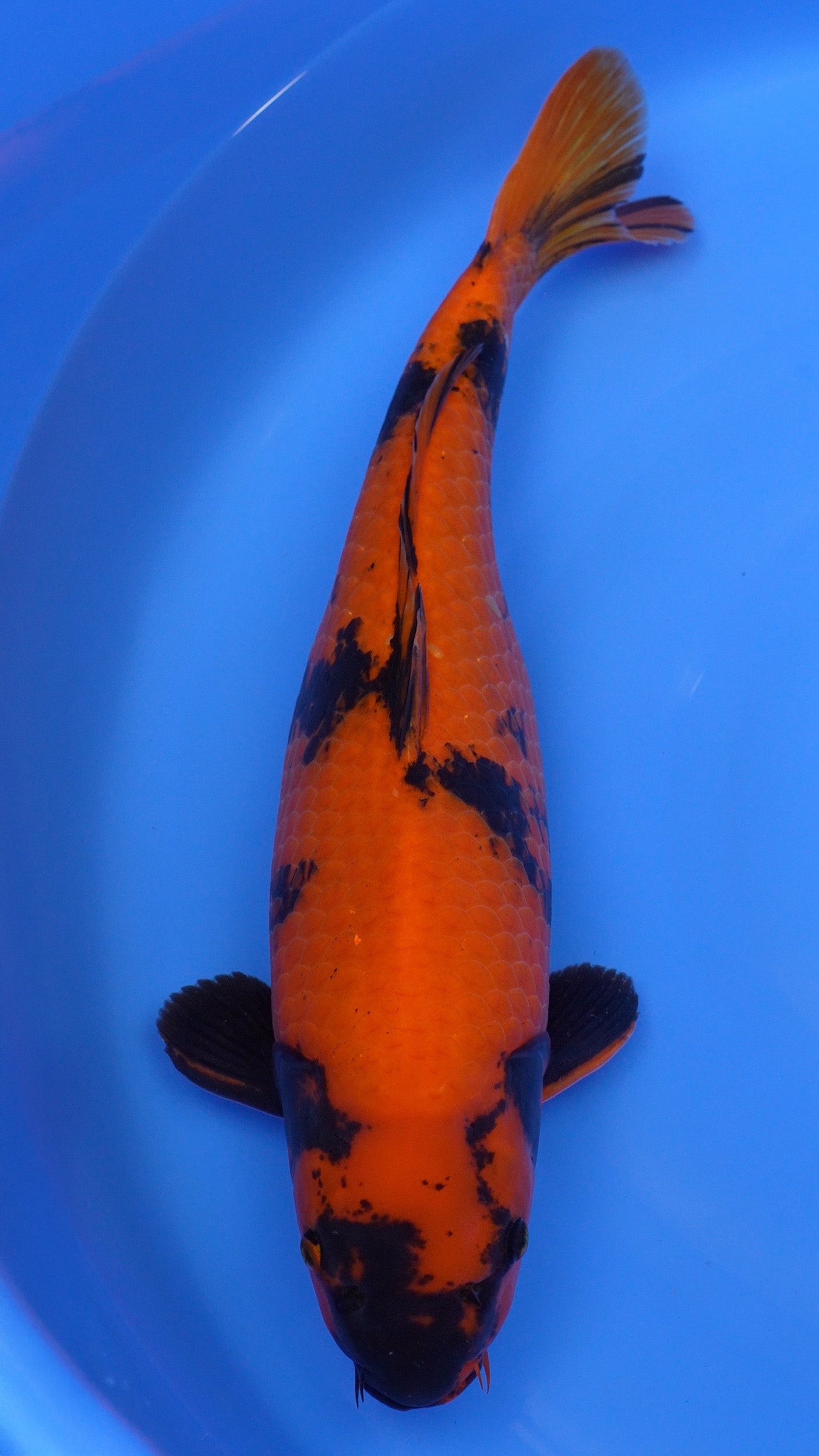 Hi Utsuri 21 inches − 240422170