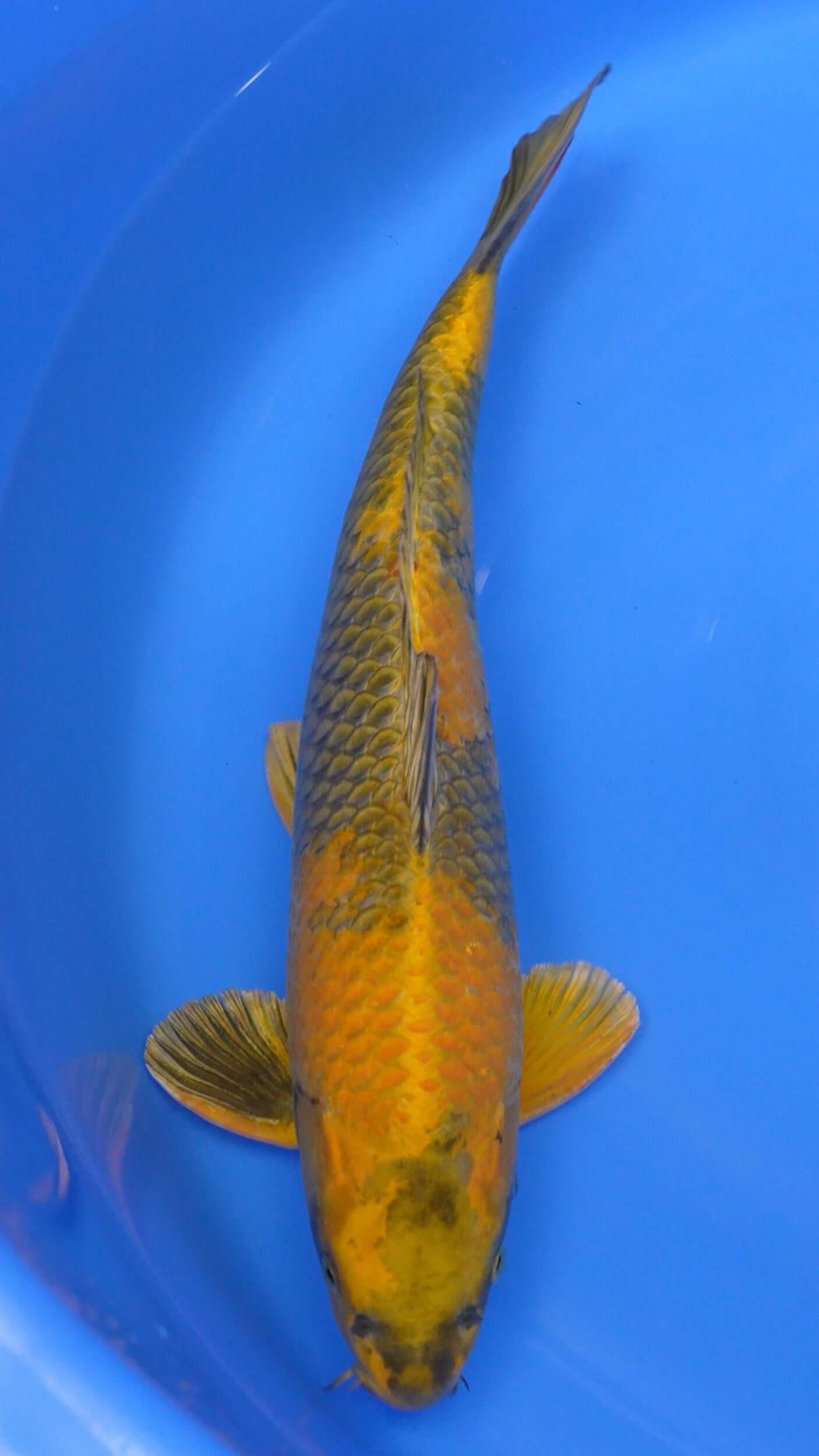 Kin Ki Utsuri 21 inches − 240422289