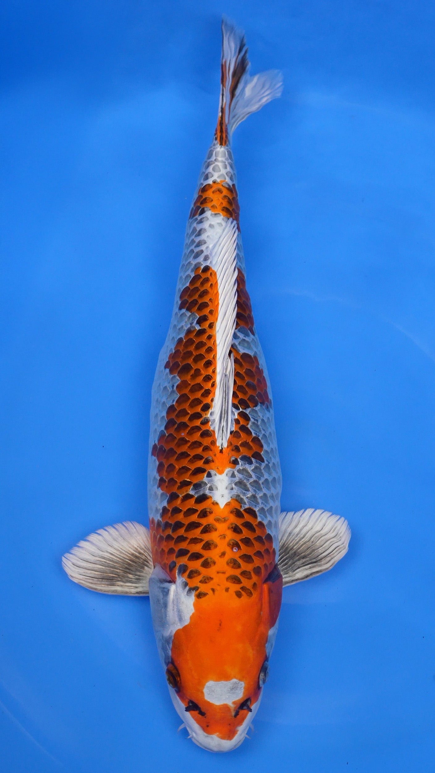 Kujaku 24 inches − 240422290