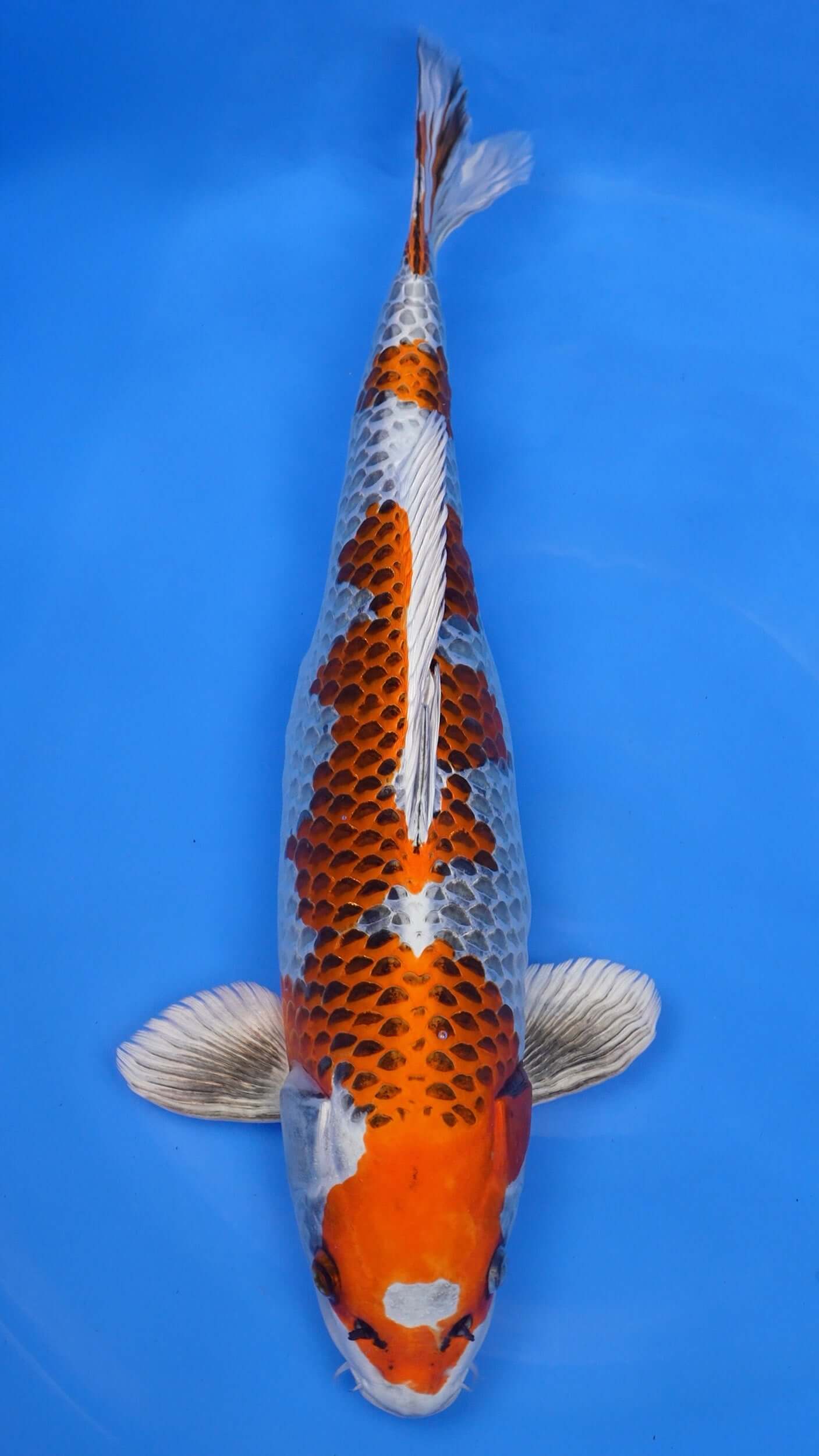 Kujaku 24 inches − 240422290