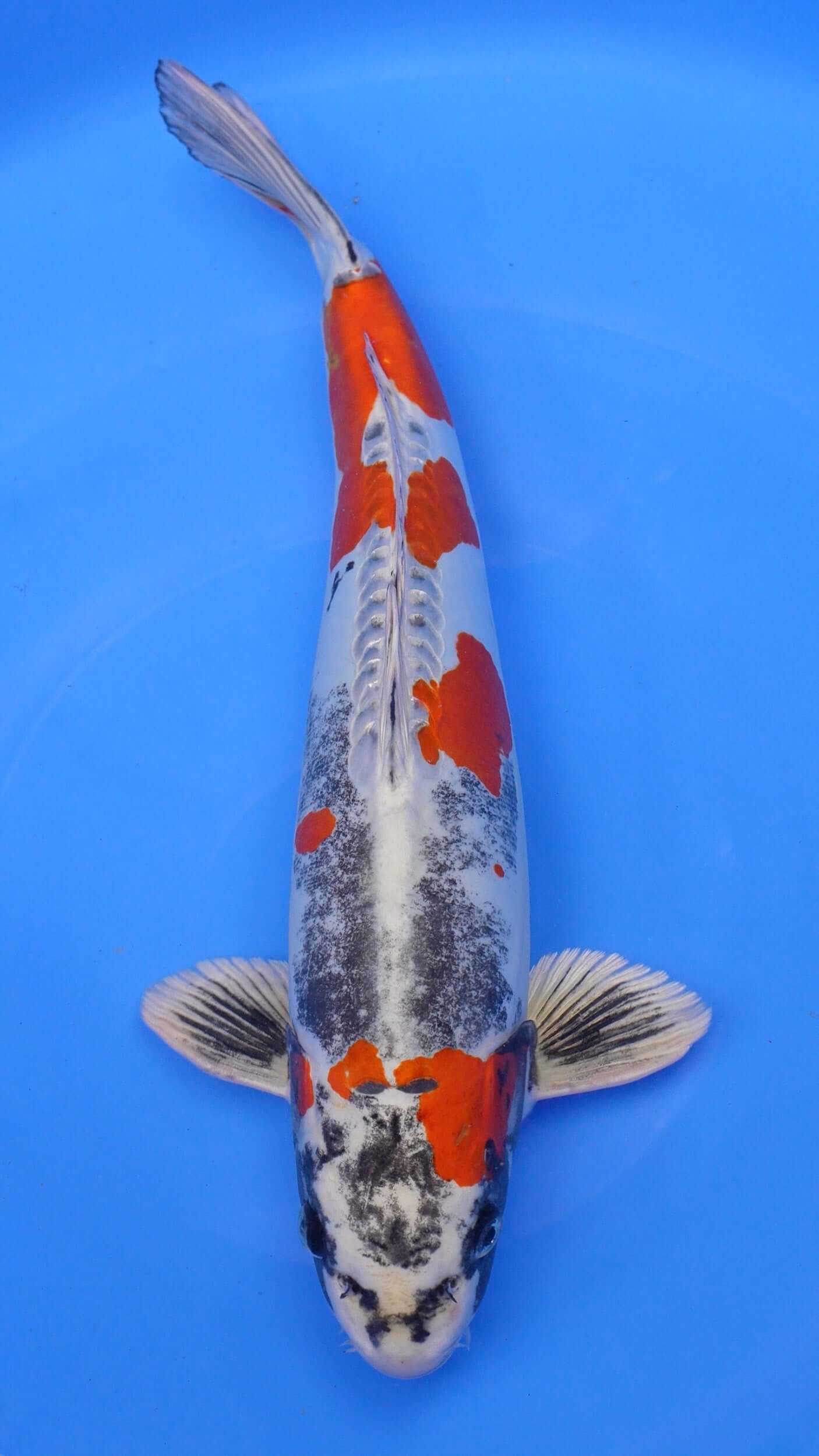 Beni Kikokuryu 21 inches − 240422291