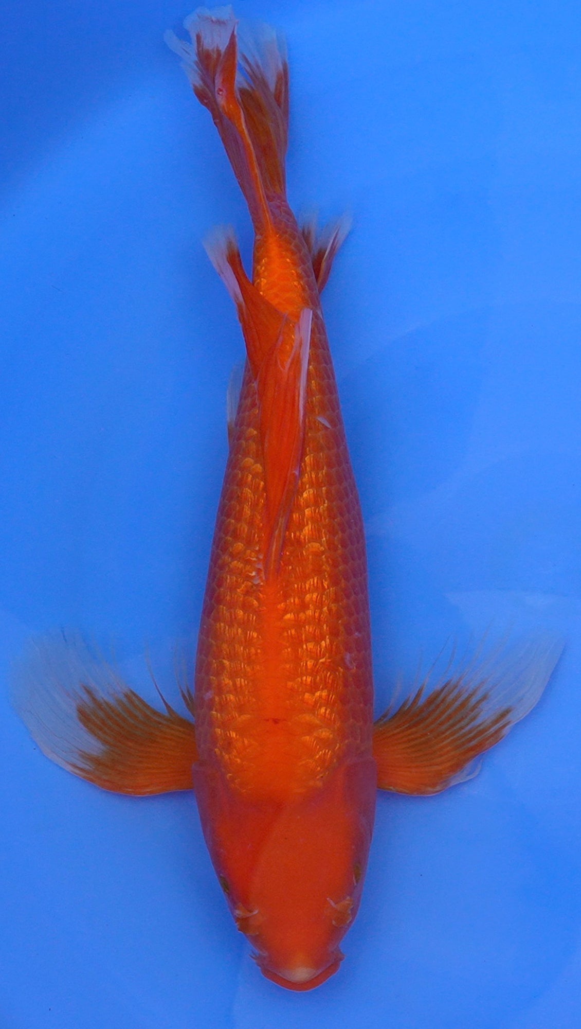 Long Fin Gin Rin Benigoi 21 inch - 240422293