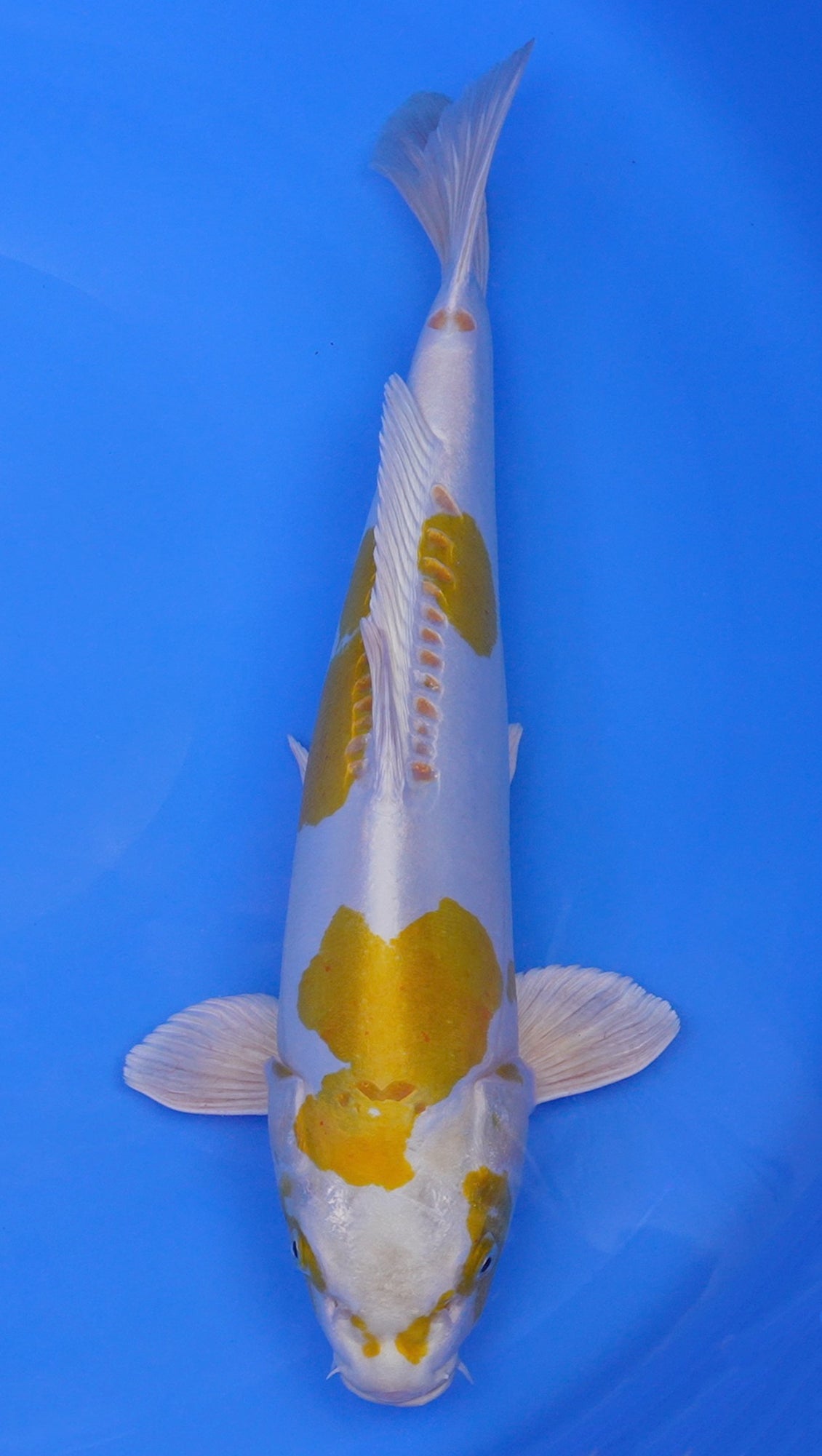 Doitsu Hariwake 19 inch - 240422294