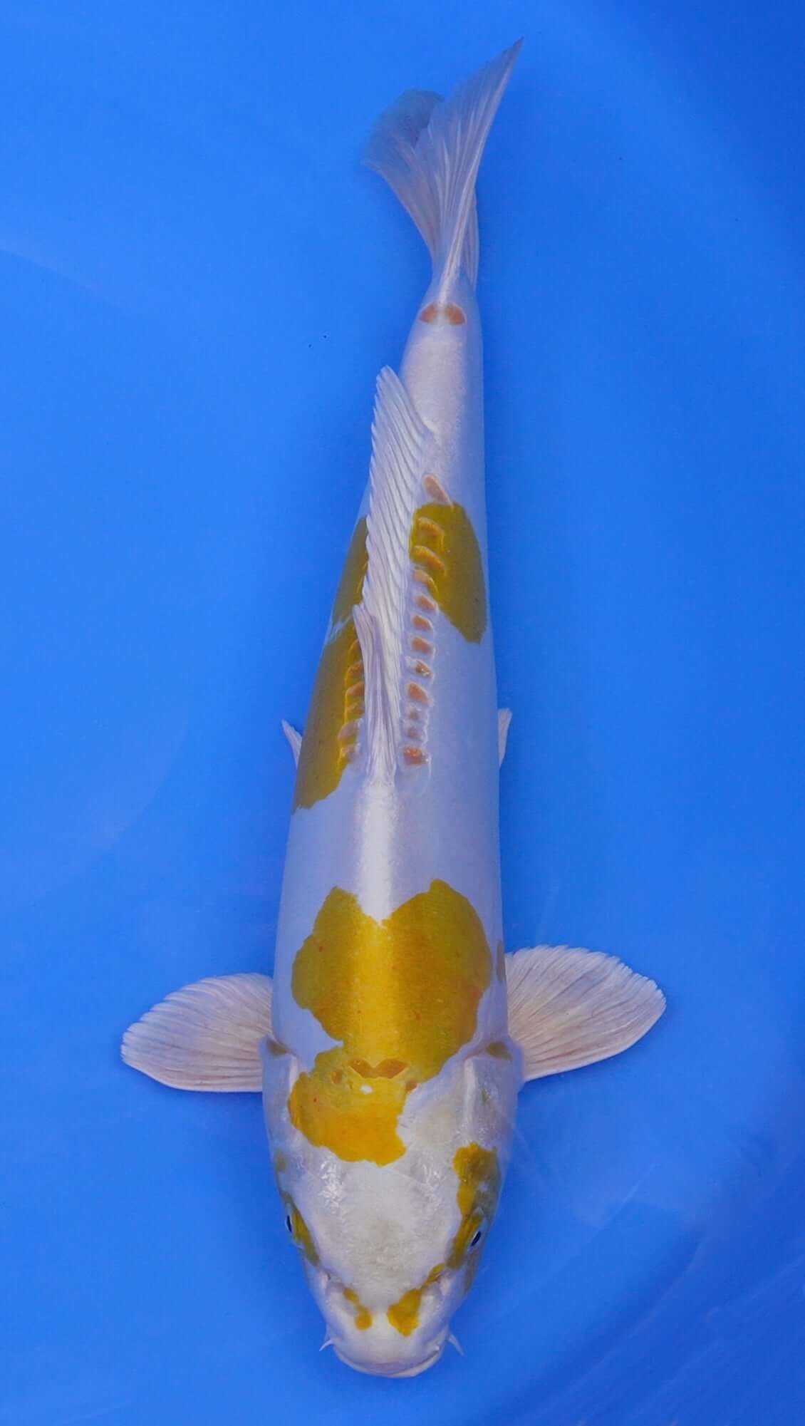 Doitsu Hariwake 19 inch - 240422294