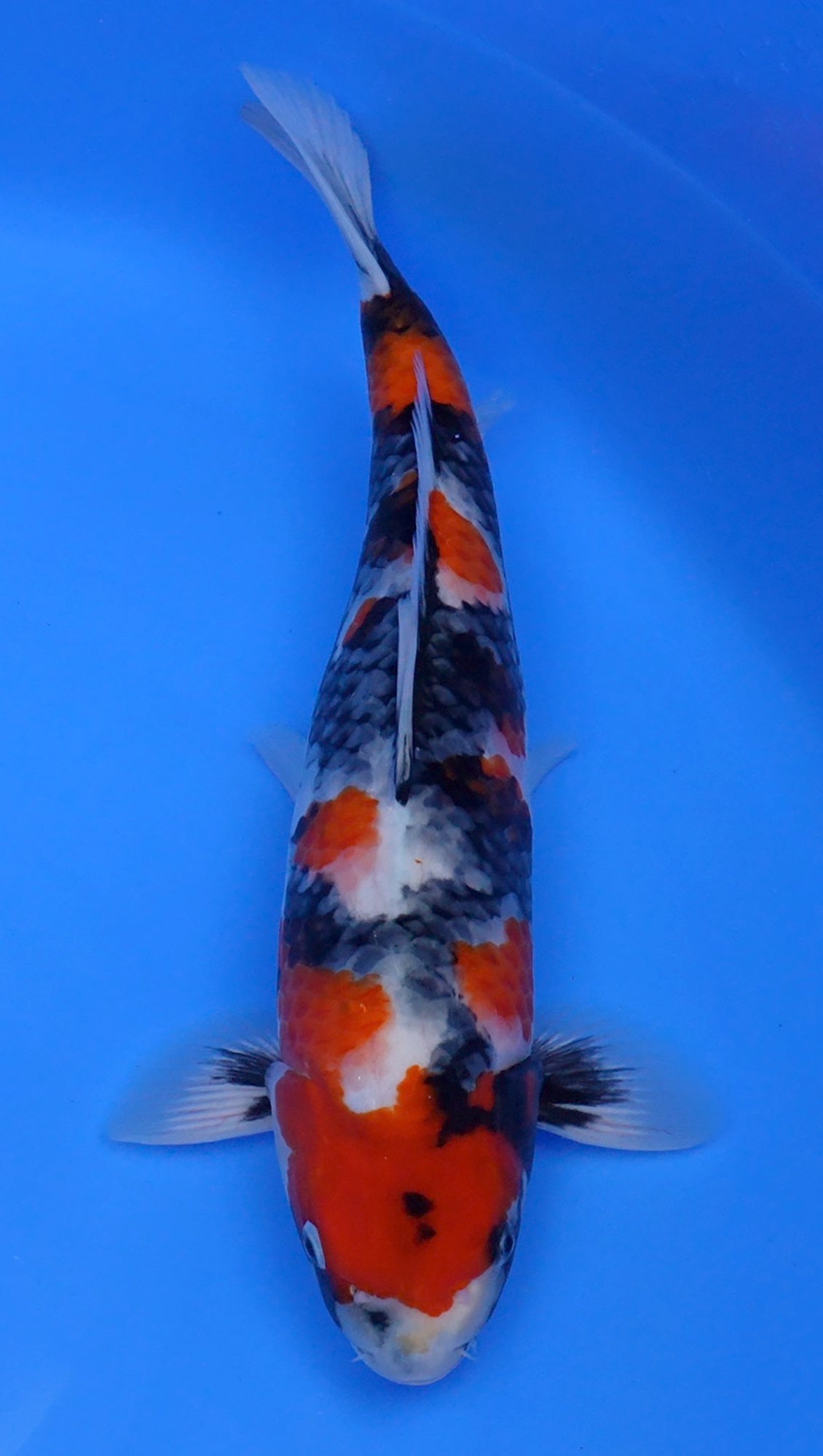 Showa 17 inch - 240442245