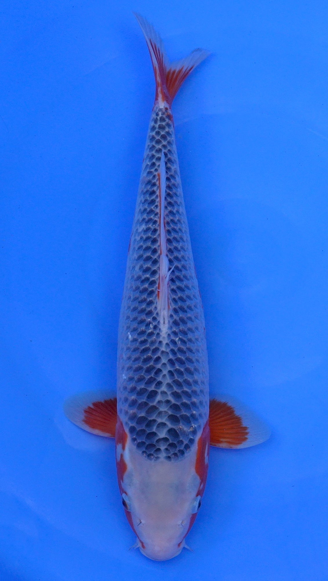 Asagi 20 inch - 240464157