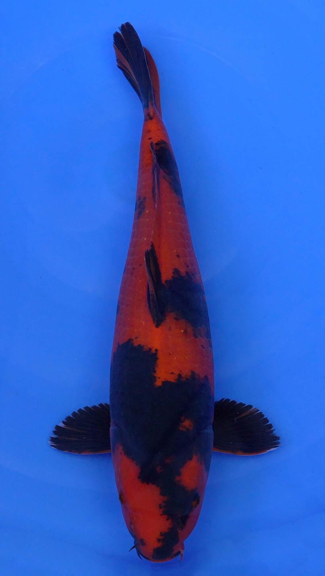 Hi Utsuri 20 inch - 240468164