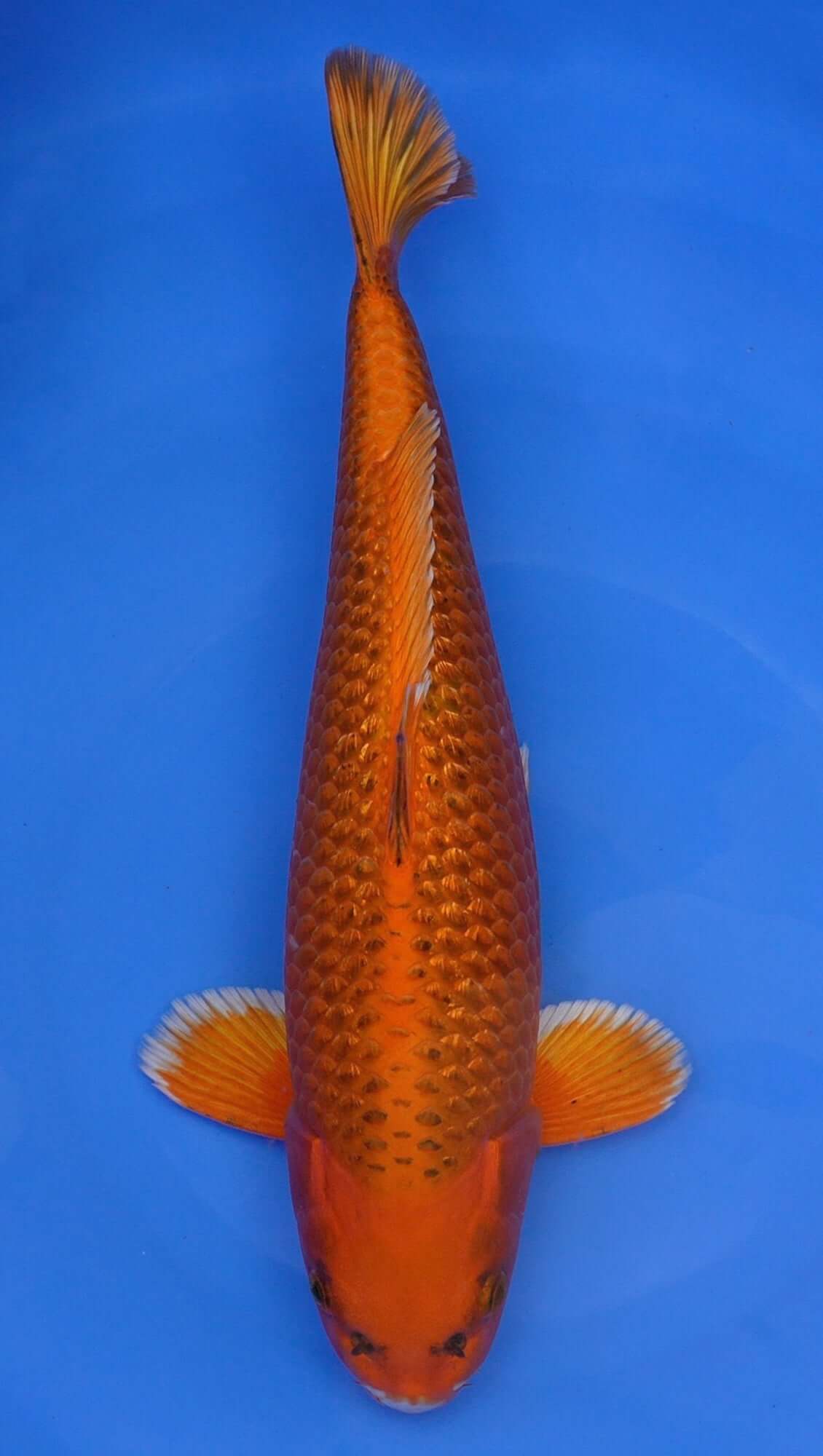 Gin Rin Metallic Kin Matsuba 18 inch - 240468295