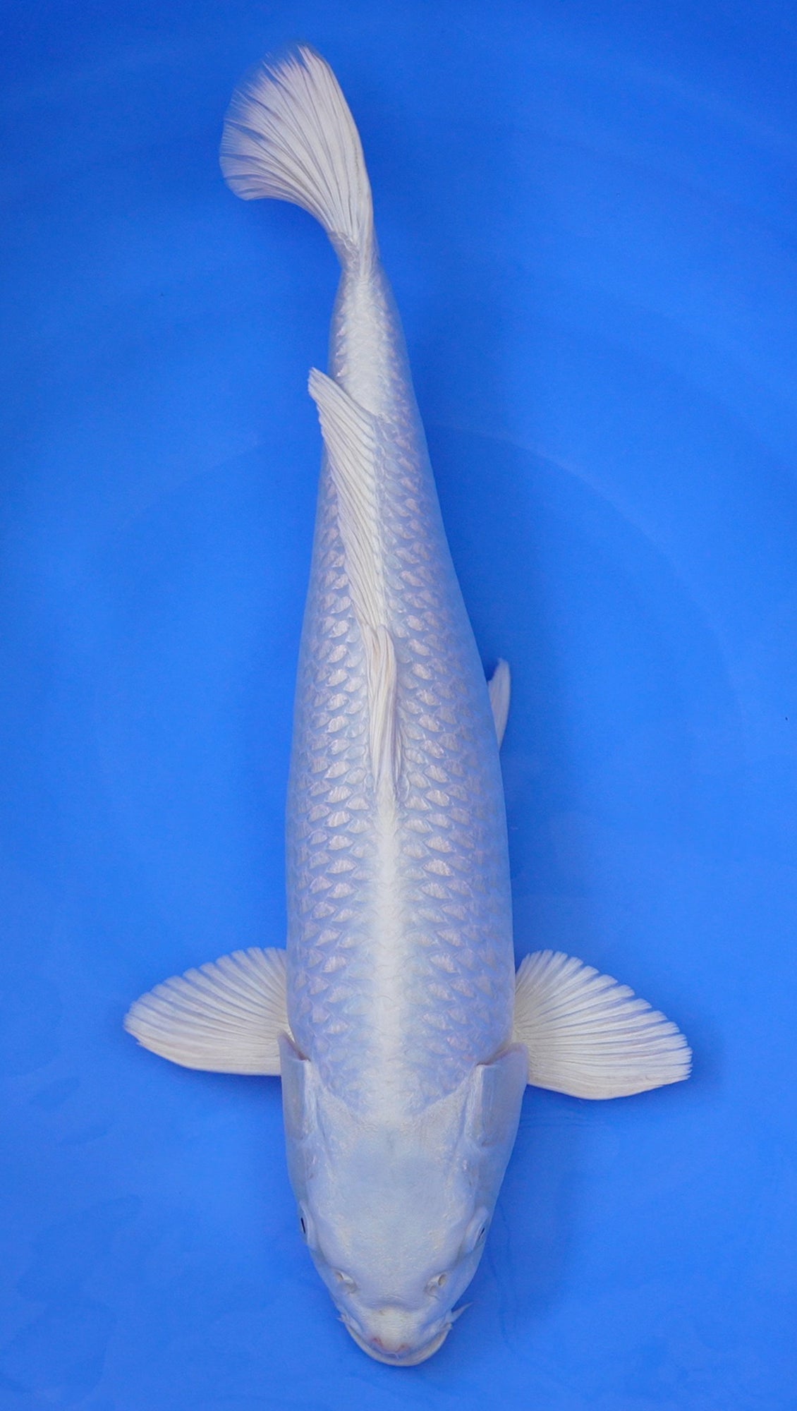 Platinum Ogon 22 inch - 240468298