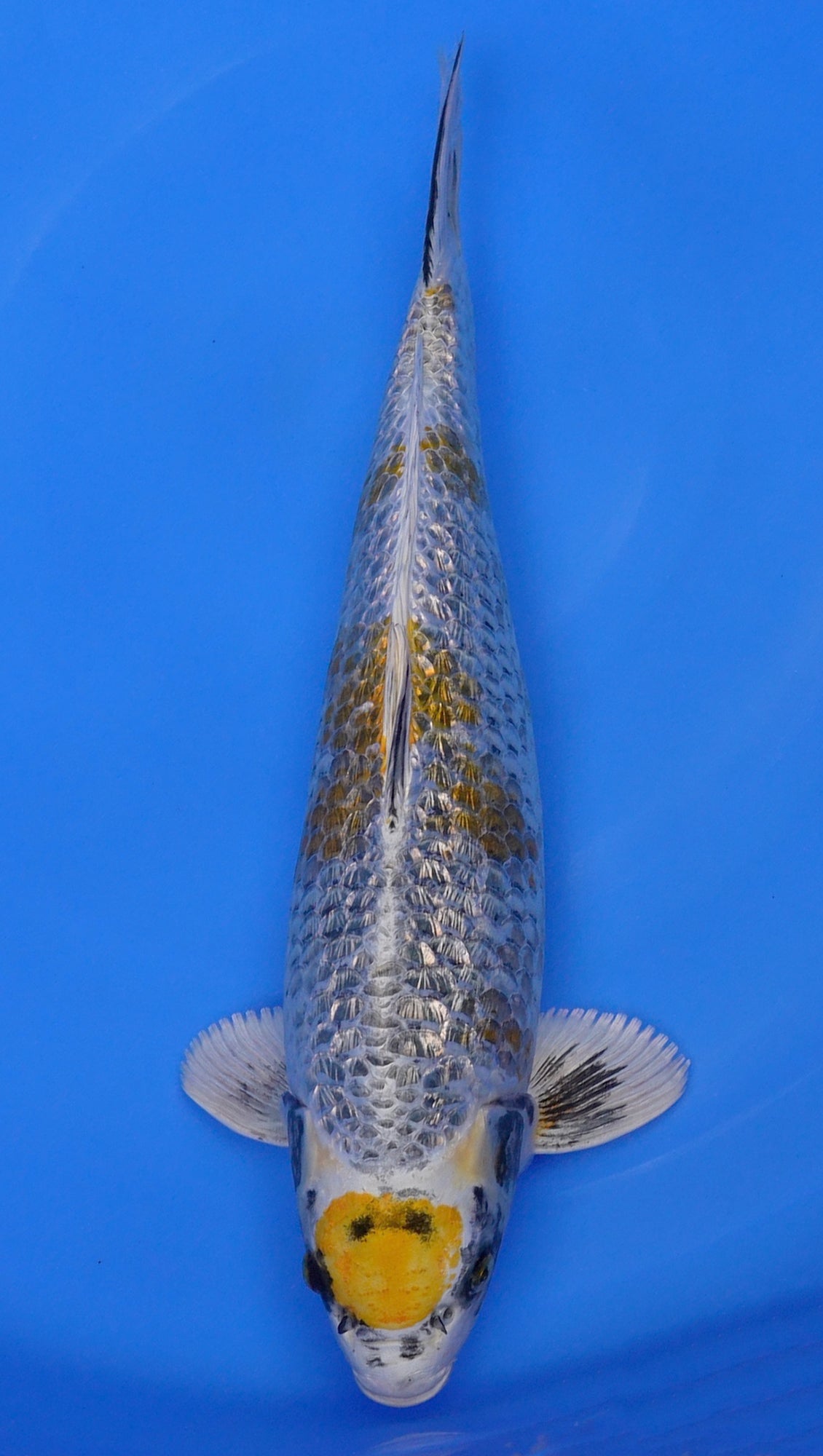 Yellow Ginga 19 inch - 240489285