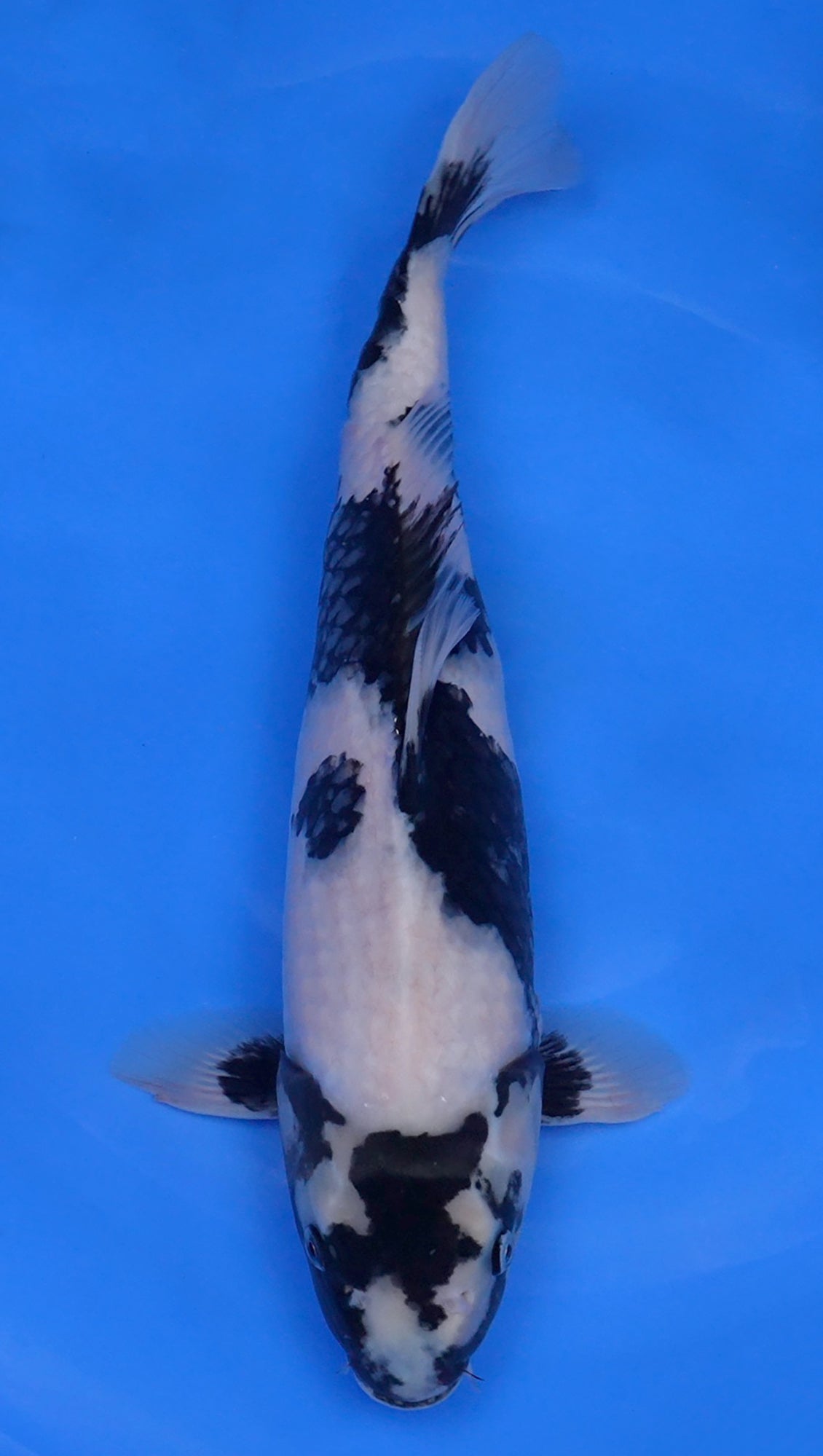 Shiro Utsuri 18 inch - 240500243