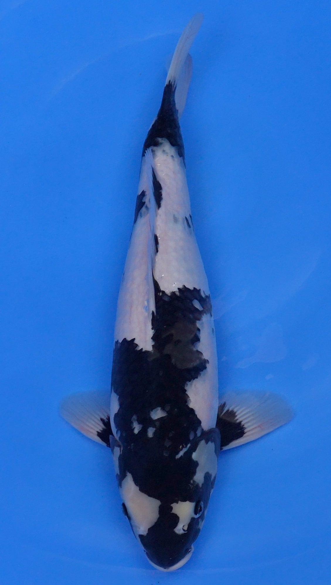 Shiro Utsuri 17 inch - 240500244