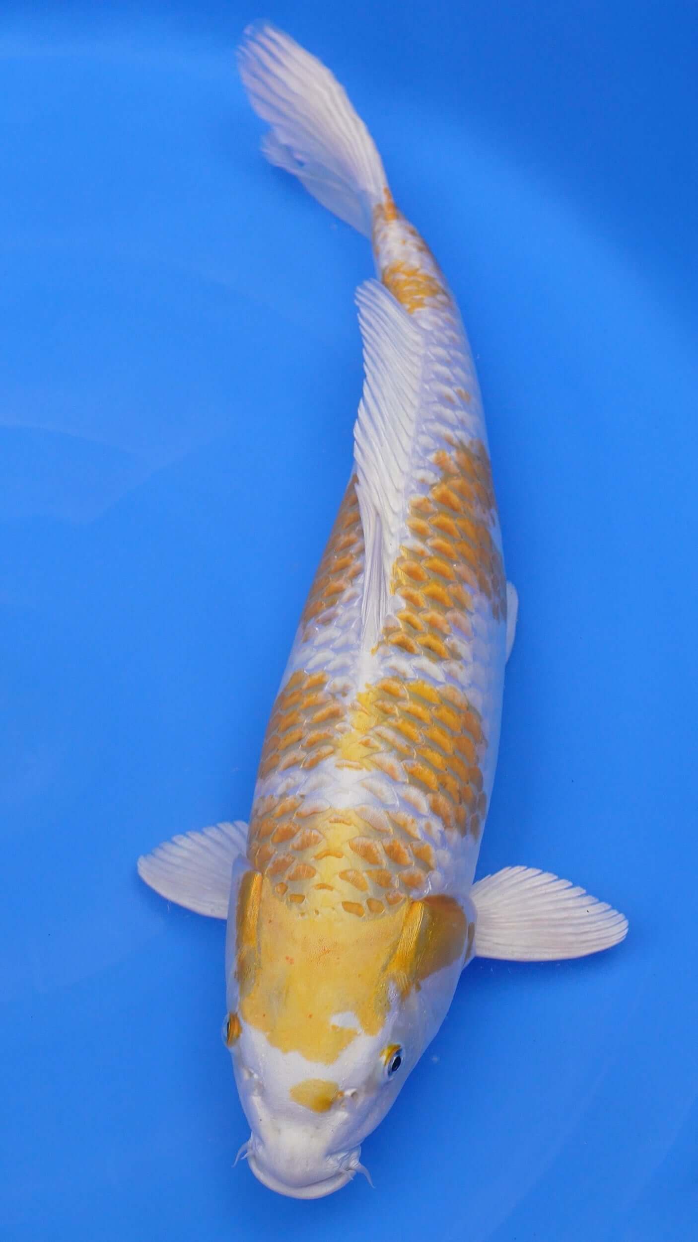 Hariwake 21 inches − 240515262