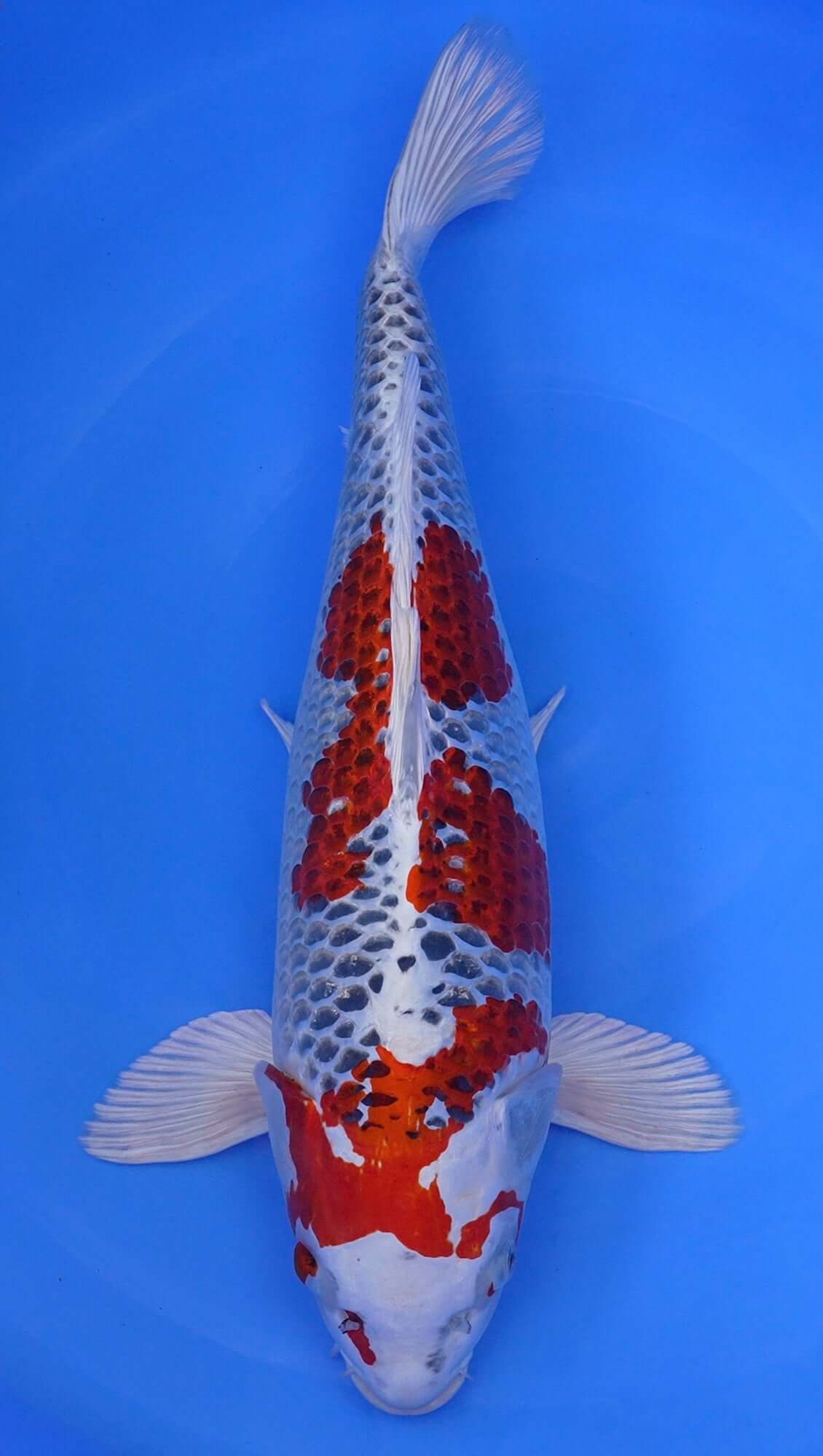 Kujaku 24 inch - 240521158