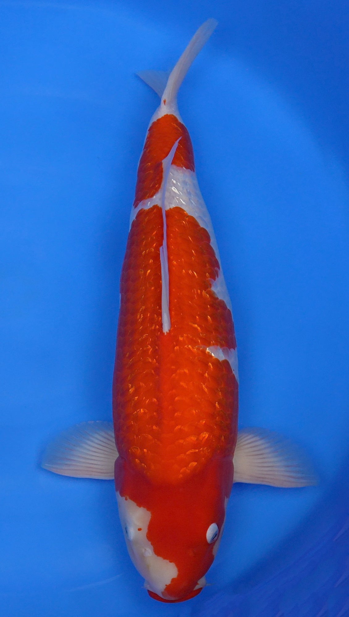 Gin Rin Kohaku 24 inch - 240537266