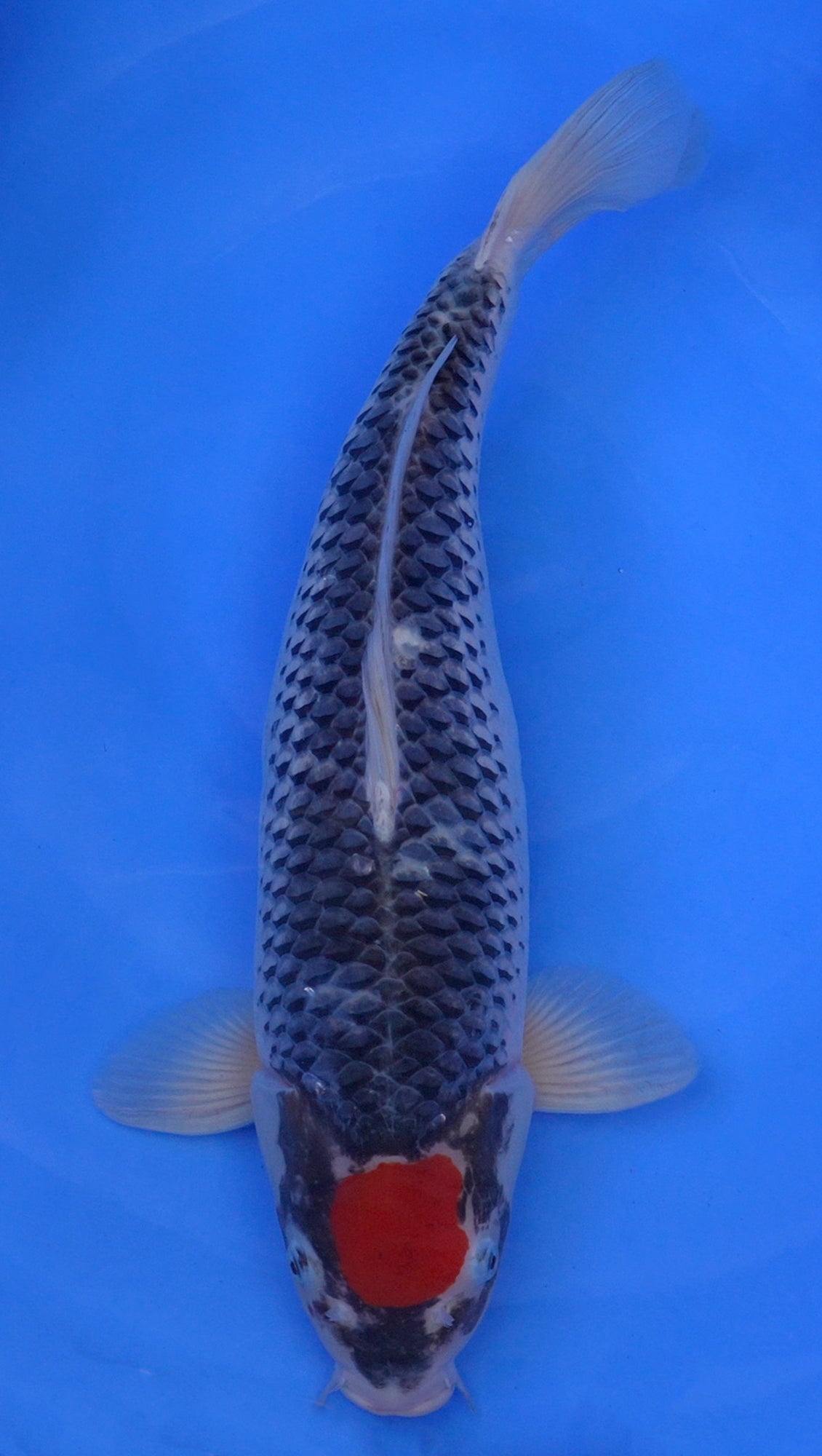 Tancho Goshiki 21 inch - 240542260