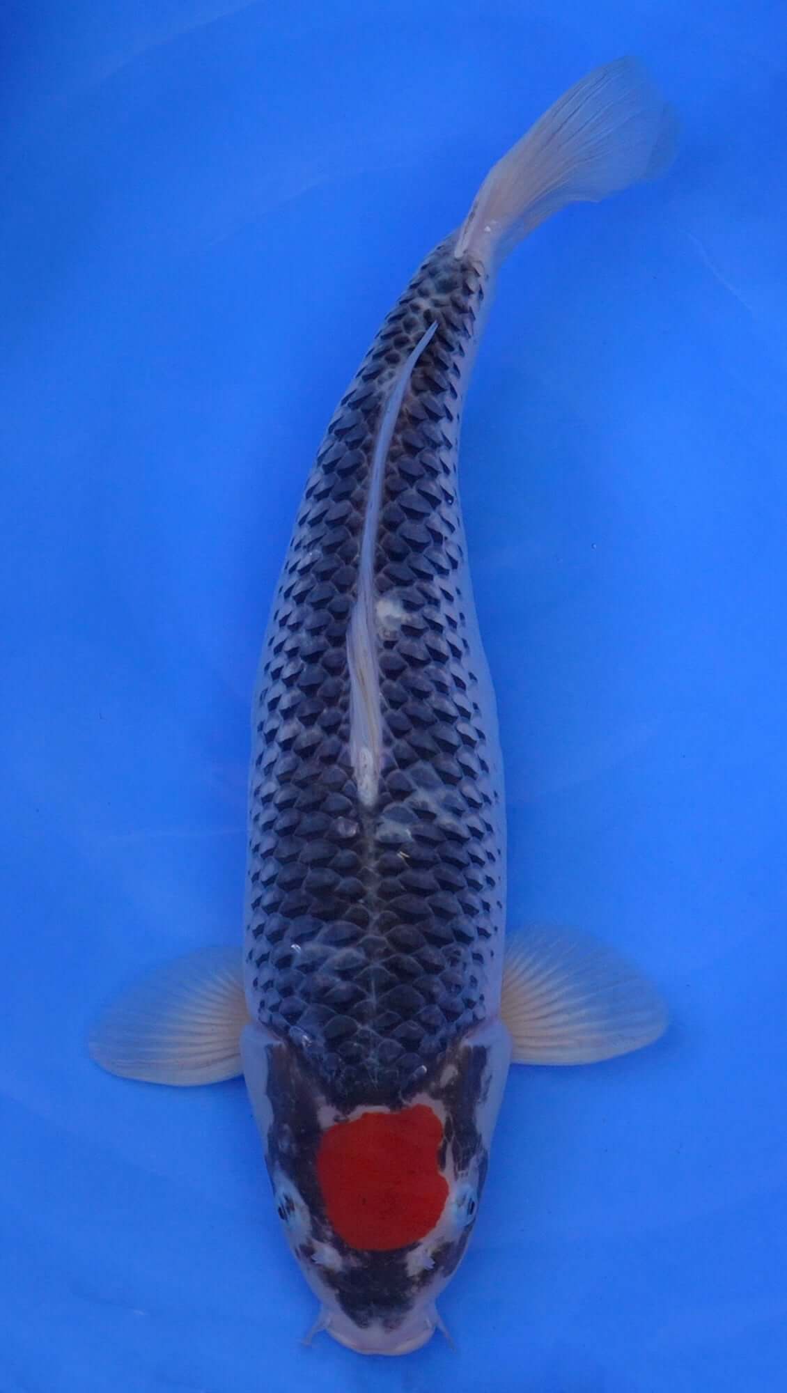 Tancho Goshiki 21 inch - 240542260