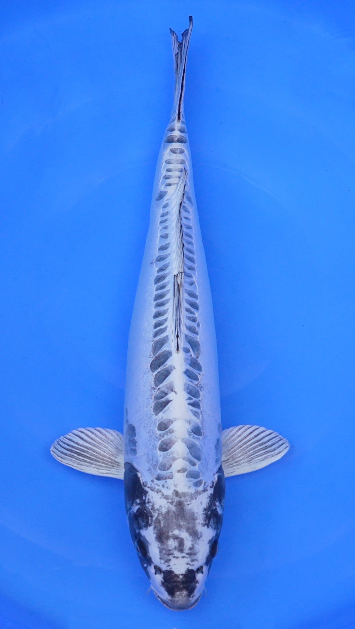 Kikokuryu 25 inch - 240600165